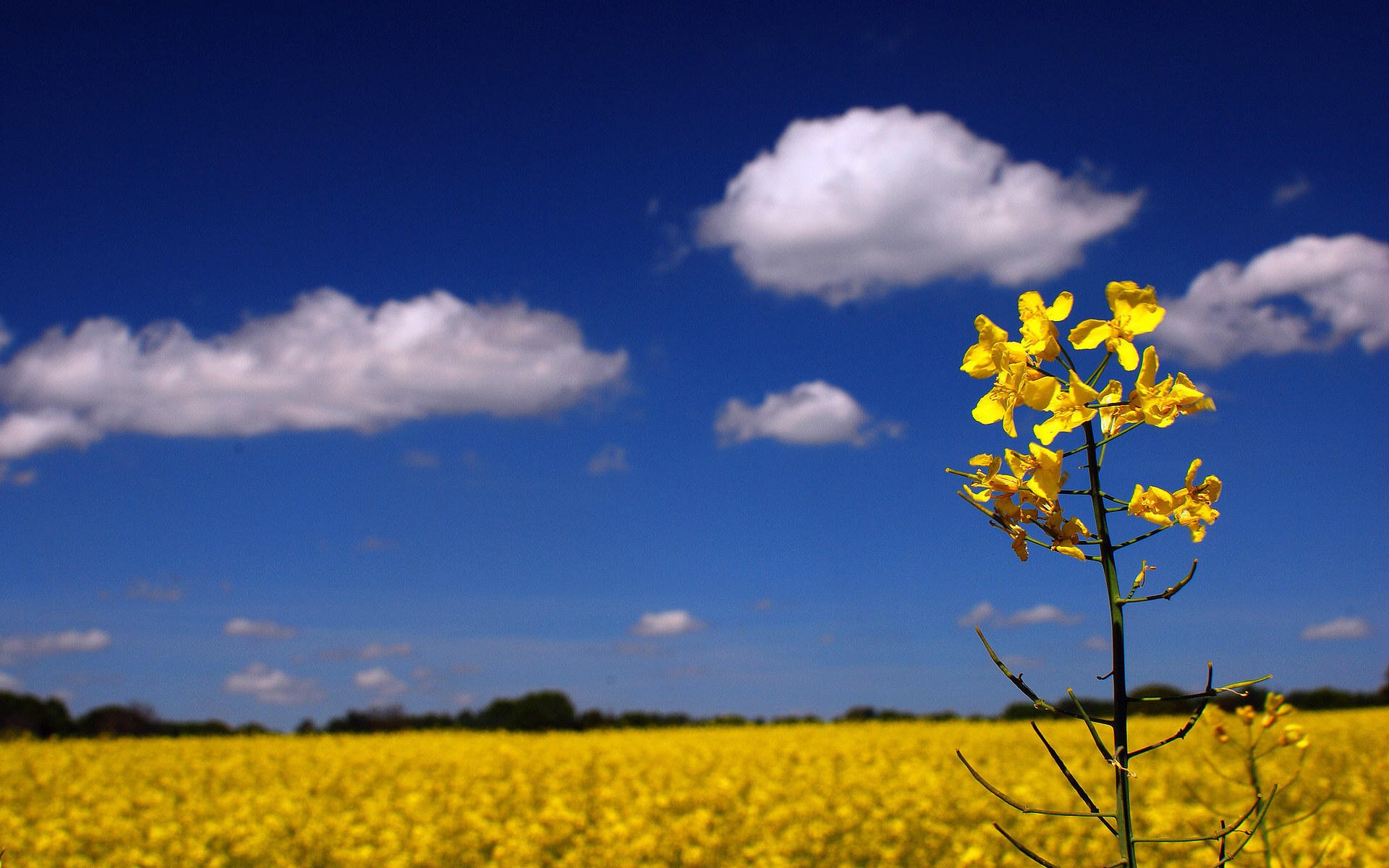 小清新,鸟语花香,花卉,2月28日,儿童桌面专用