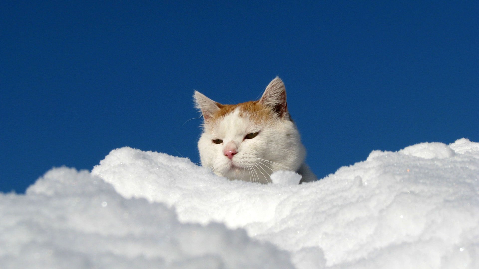 萌宠,喵星人,猫,可爱,卖萌,儿童桌面专用