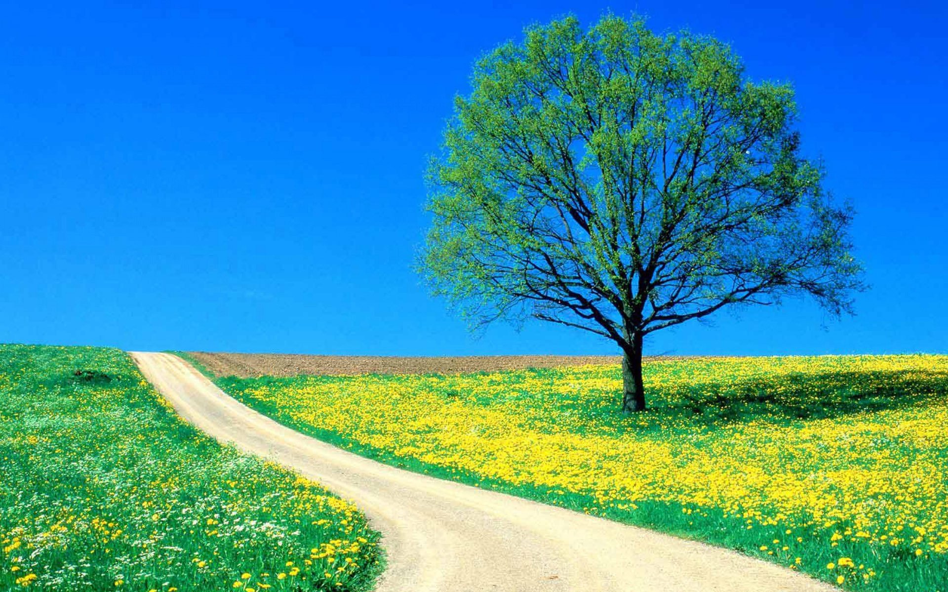 绿色,明媚,美景,旅游,自然,儿童桌面专用