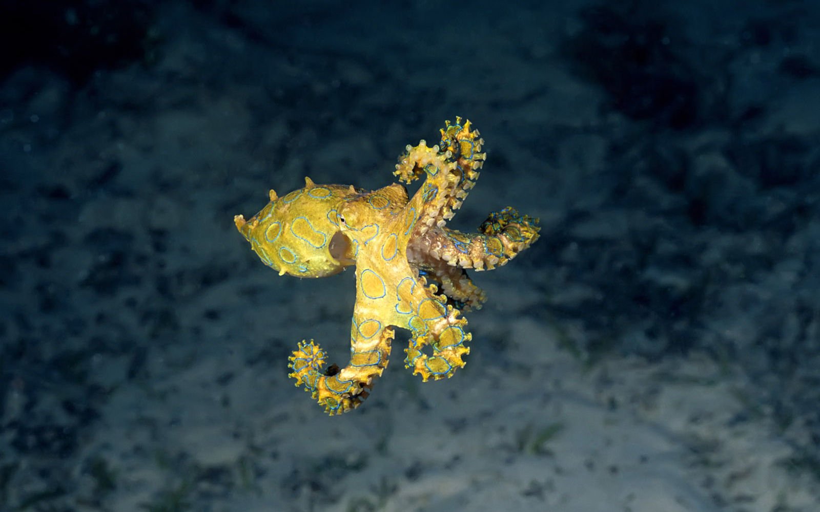 萌宠,海底世界,儿童桌面专用