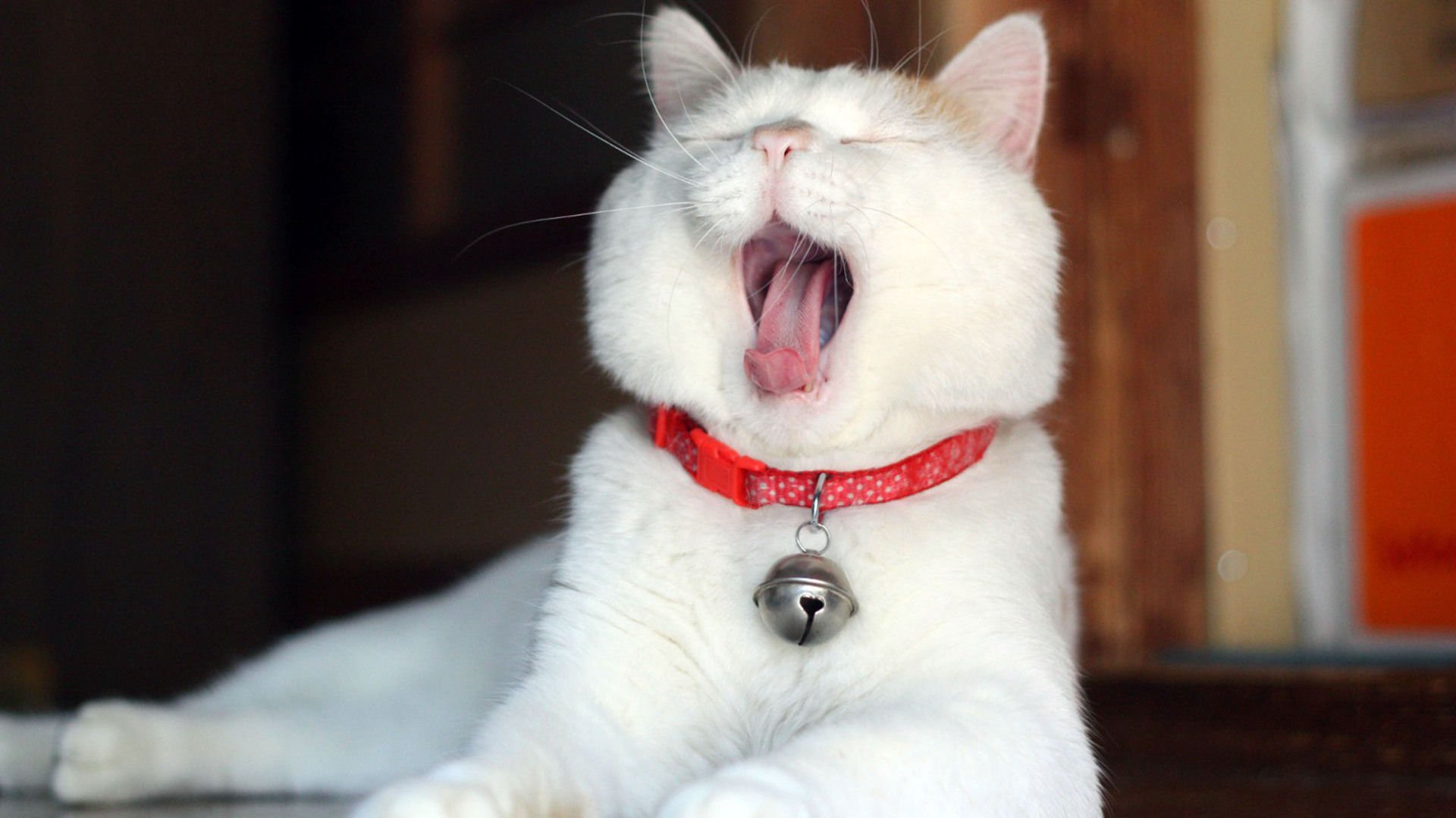 萌宠,喵星人,猫,可爱,儿童桌面专用