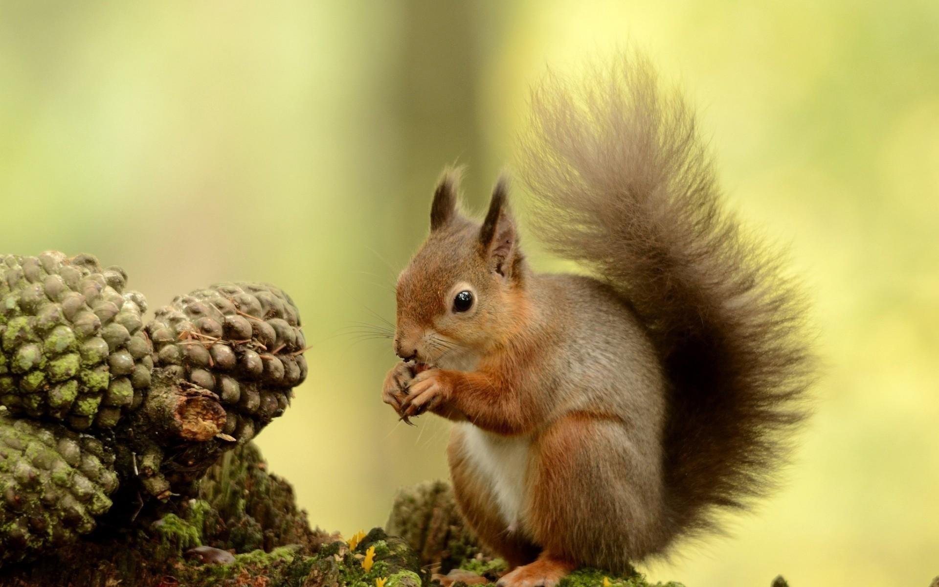 萌宠,野生动物,松鼠,儿童桌面专用