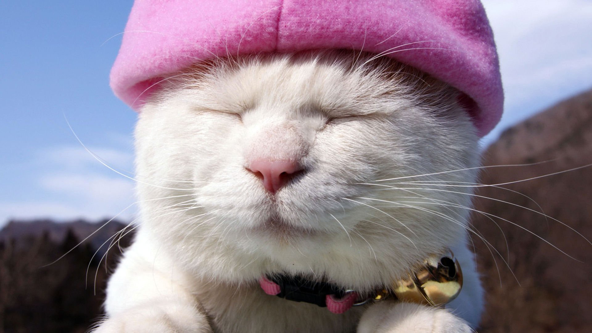 萌宠,喵星人,儿童桌面专用