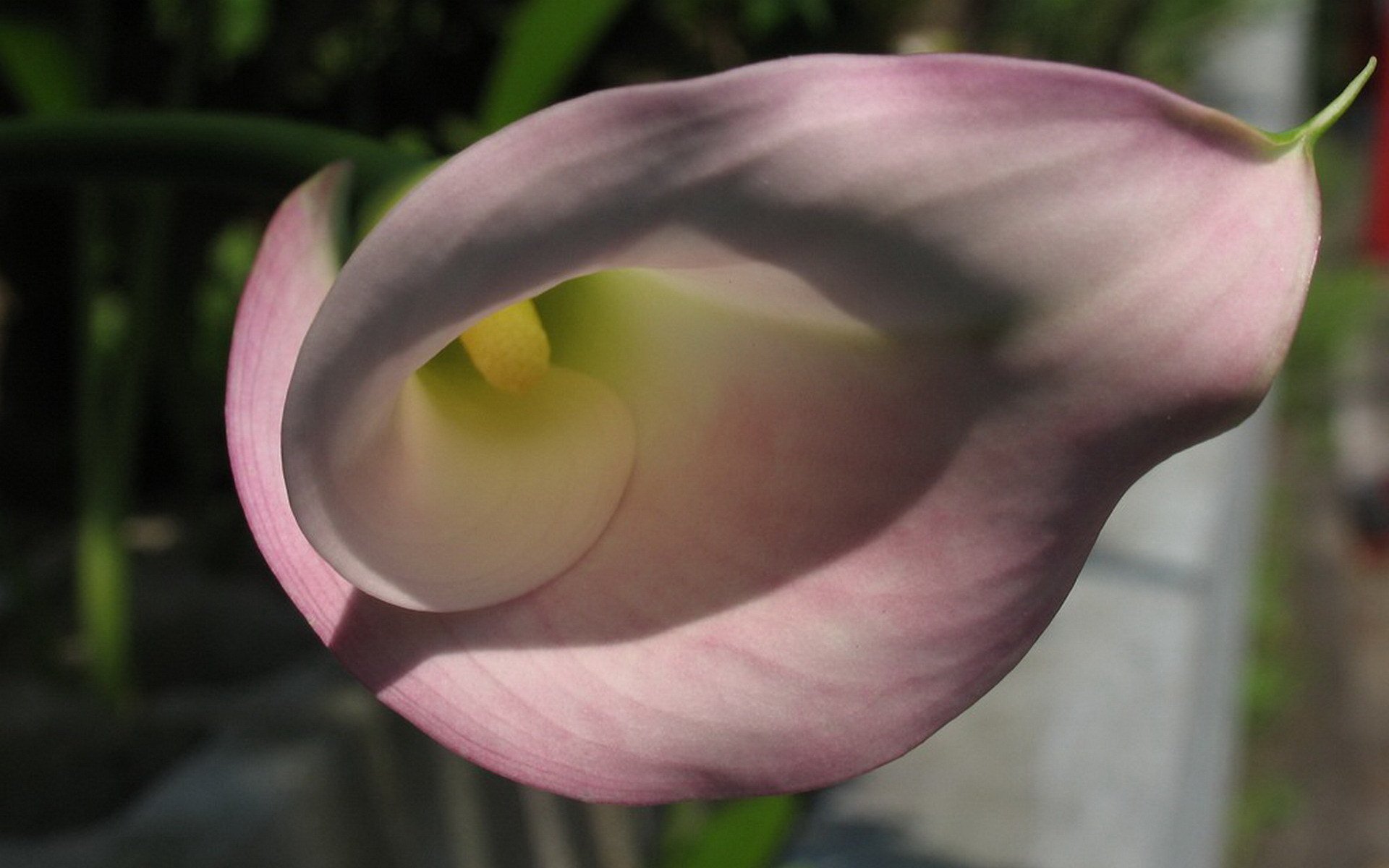 小清新,静物写真,花卉,2月27日,儿童桌面专用