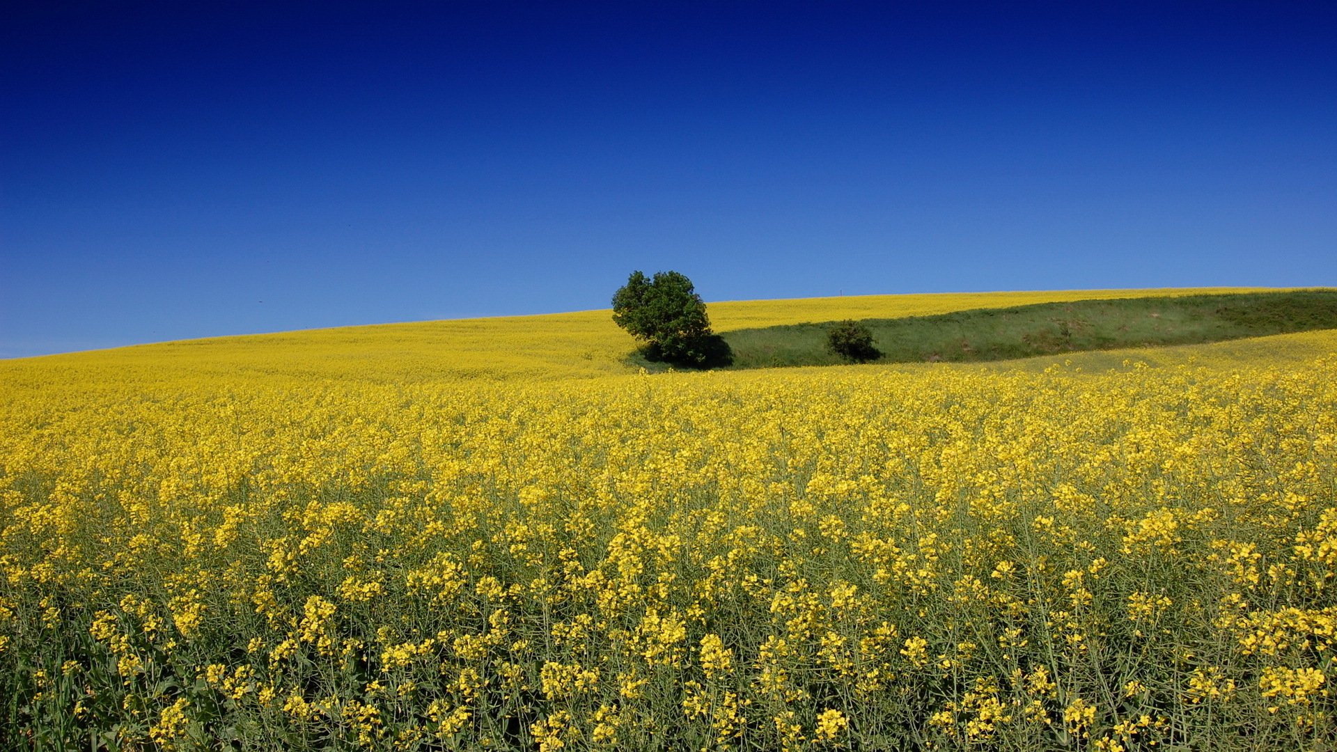 小清新,舒缓压力,蓝天白云,油菜花,2月26日,儿童桌面专用