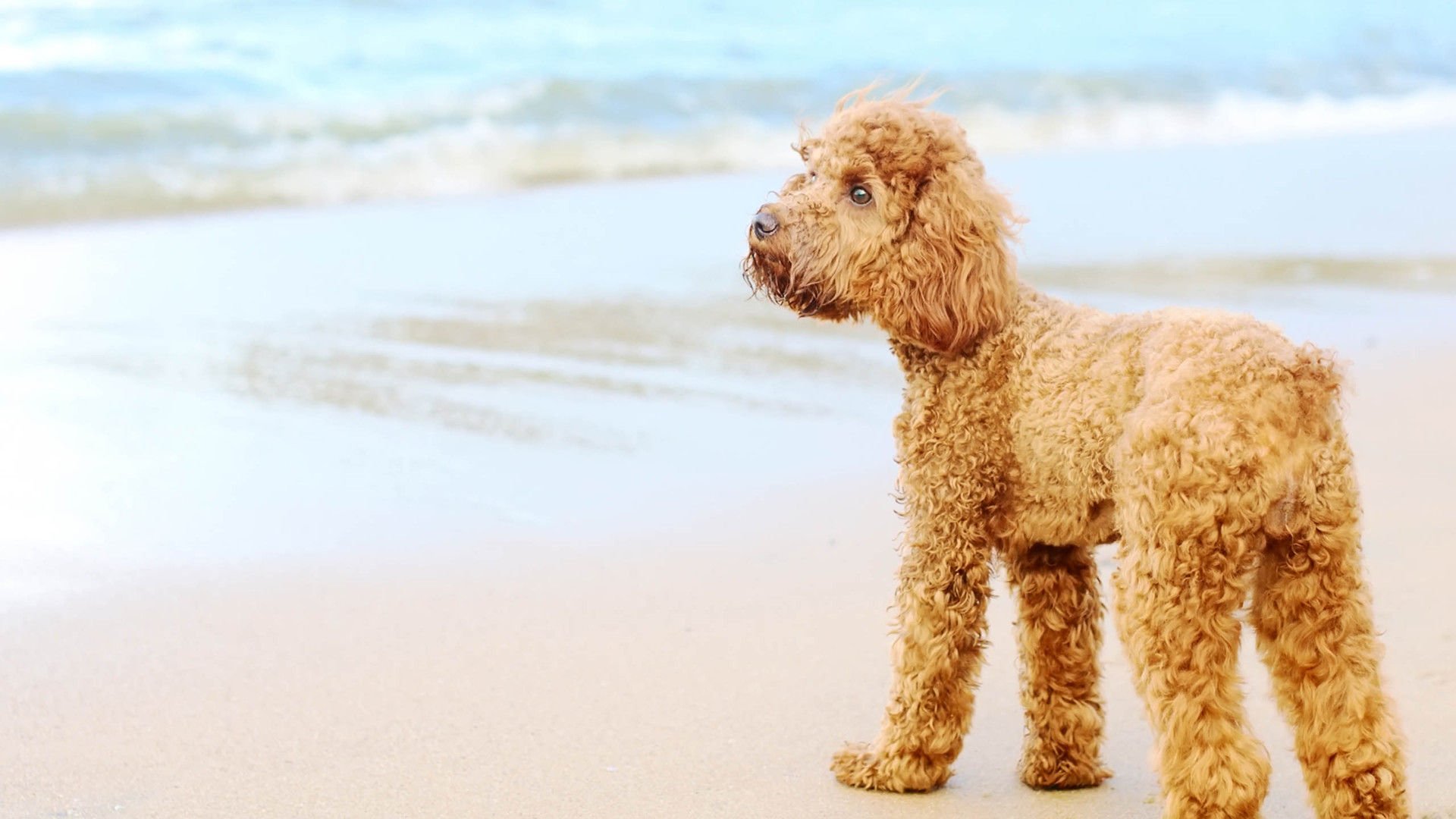 萌宠,汪星人,狗,卖萌,可爱,古灵精怪,儿童桌面专用