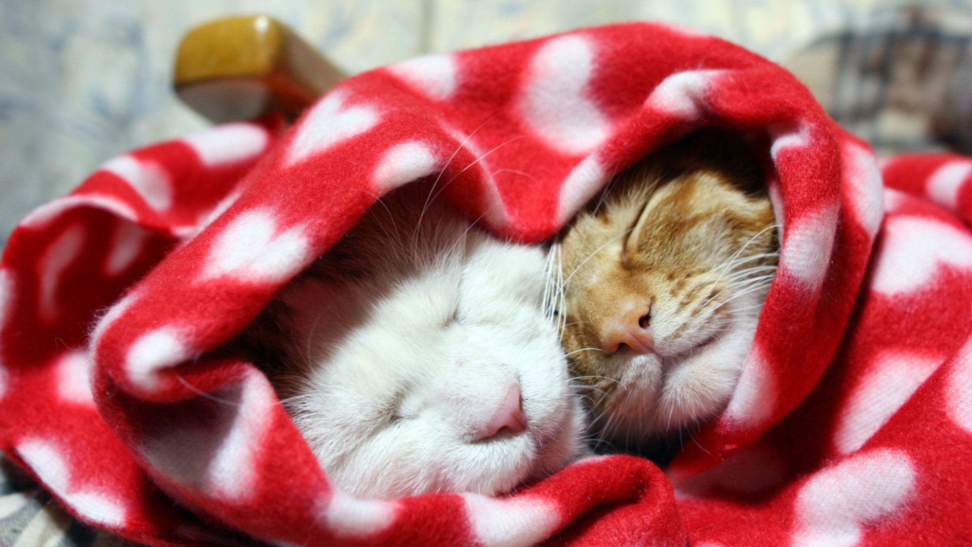 萌宠,喵星人,猫,可爱,卖萌,儿童桌面专用