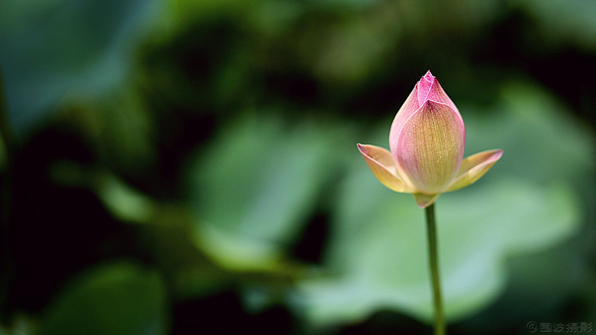 小清新,清新淡雅,花卉,荷花,围波摄影,荷塘月色,2月20日,儿童桌面专用