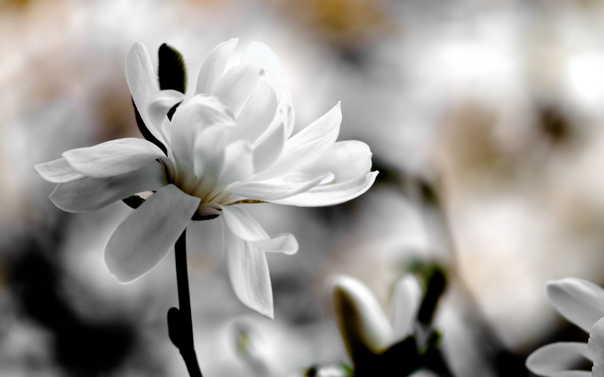 小清新,娇艳欲滴,花卉,2月1日,儿童桌面专用