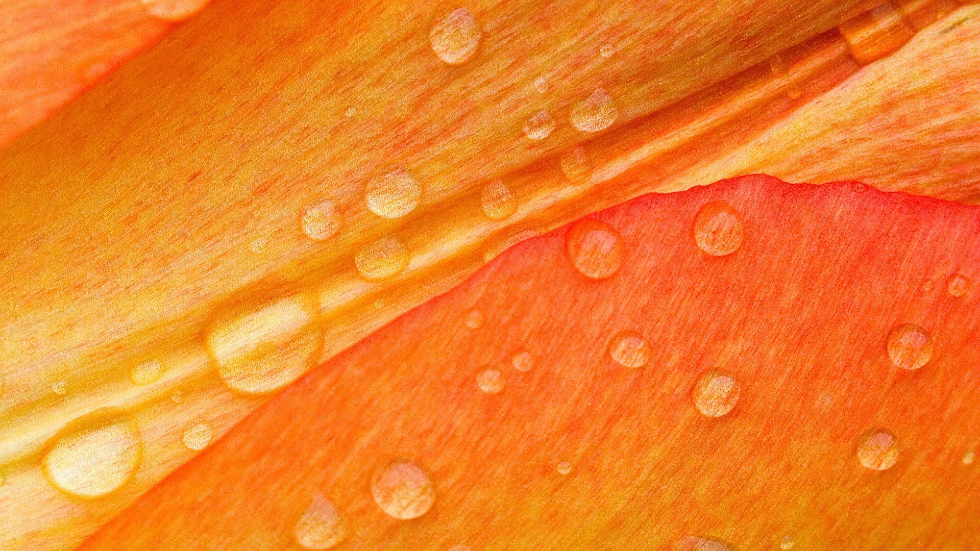 小清新,娇艳欲滴,花卉,2月28日,儿童桌面专用