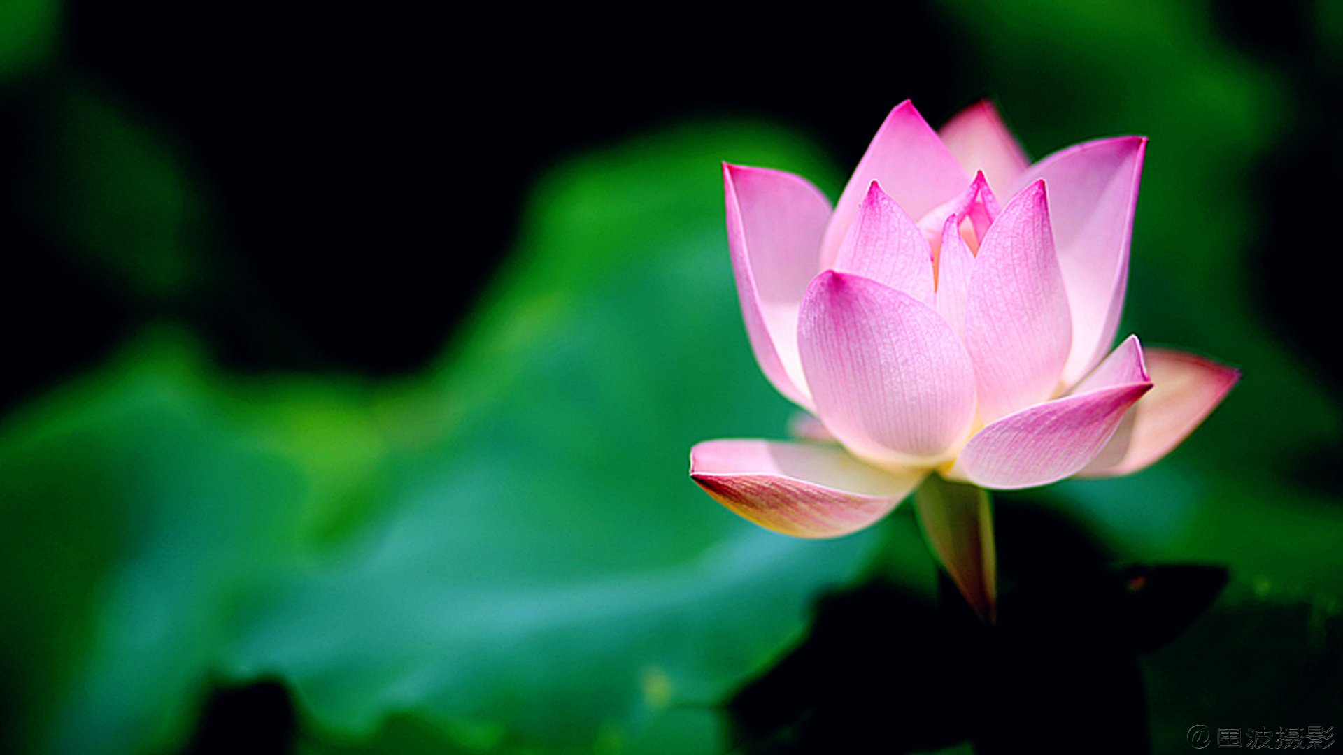 小清新,清新淡雅,花卉,荷花,围波摄影,荷塘月色,2月20日,儿童桌面专用