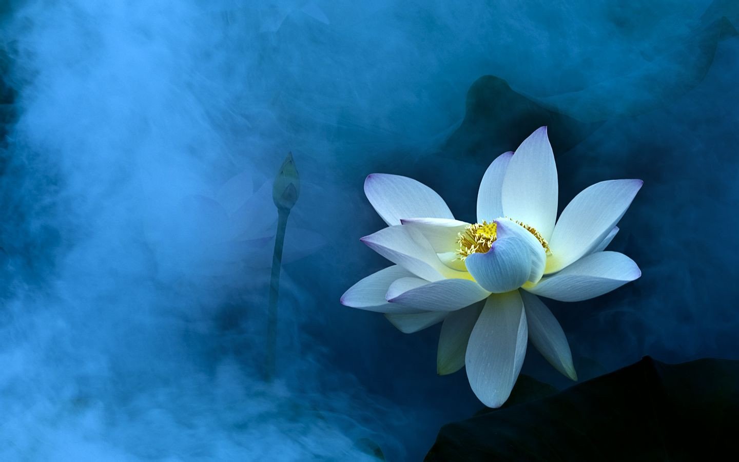 小清新,清新淡雅,荷花,2月19日,儿童桌面专用