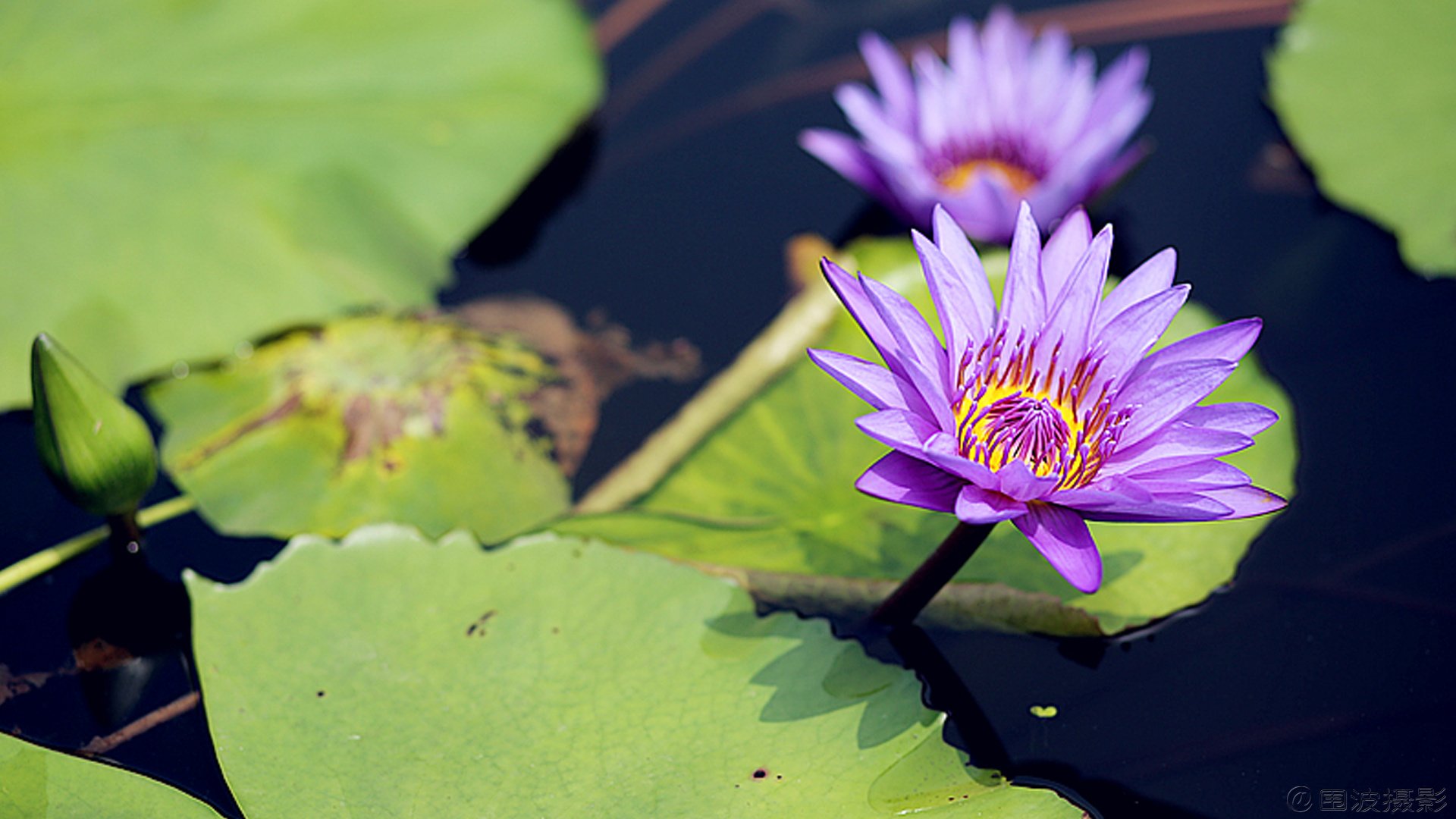 小清新,清新淡雅,花卉,荷花,围波摄影,荷塘月色,2月20日,儿童桌面专用