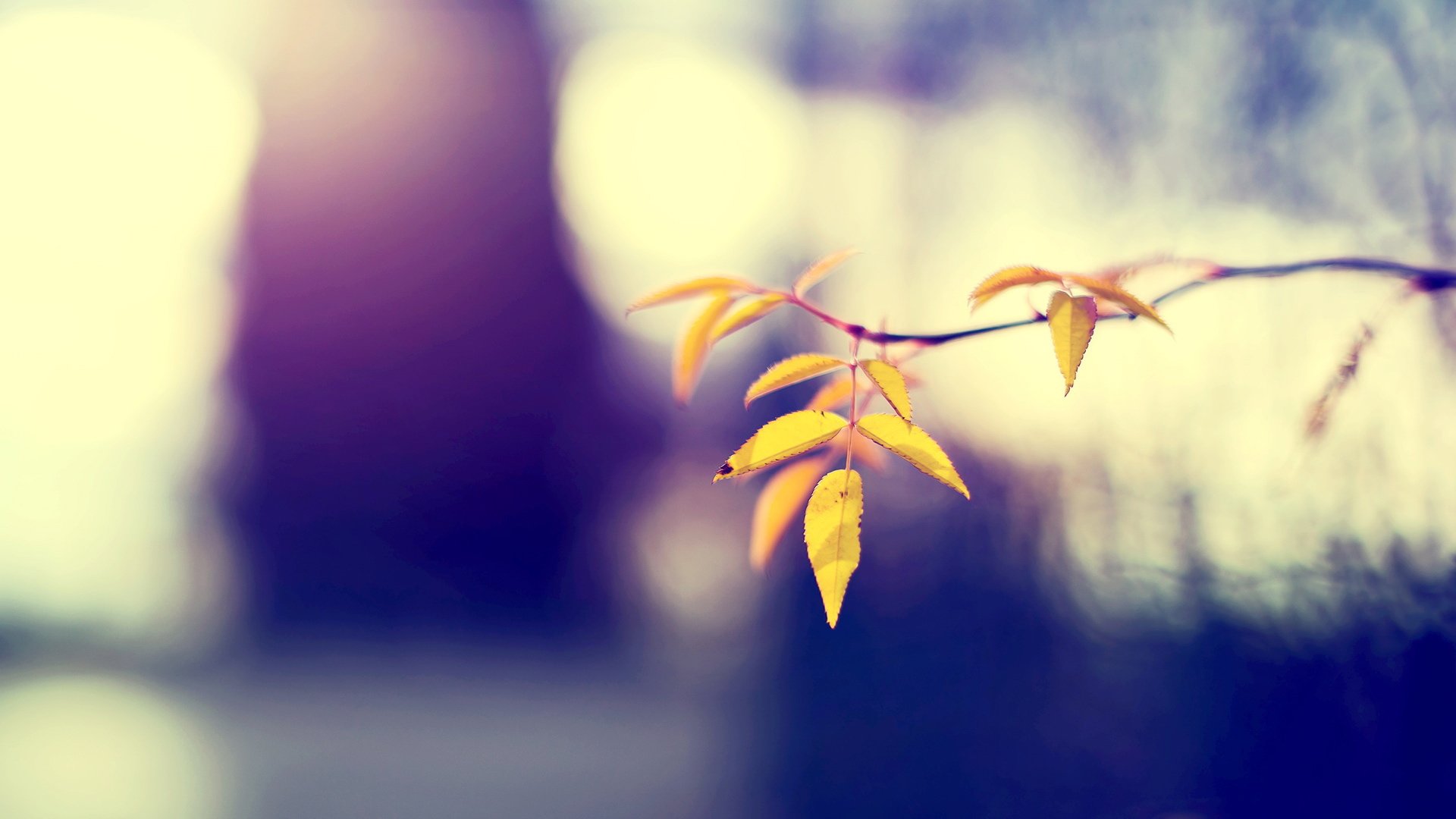 小清新,清新淡雅,树叶,2月26日,儿童桌面专用