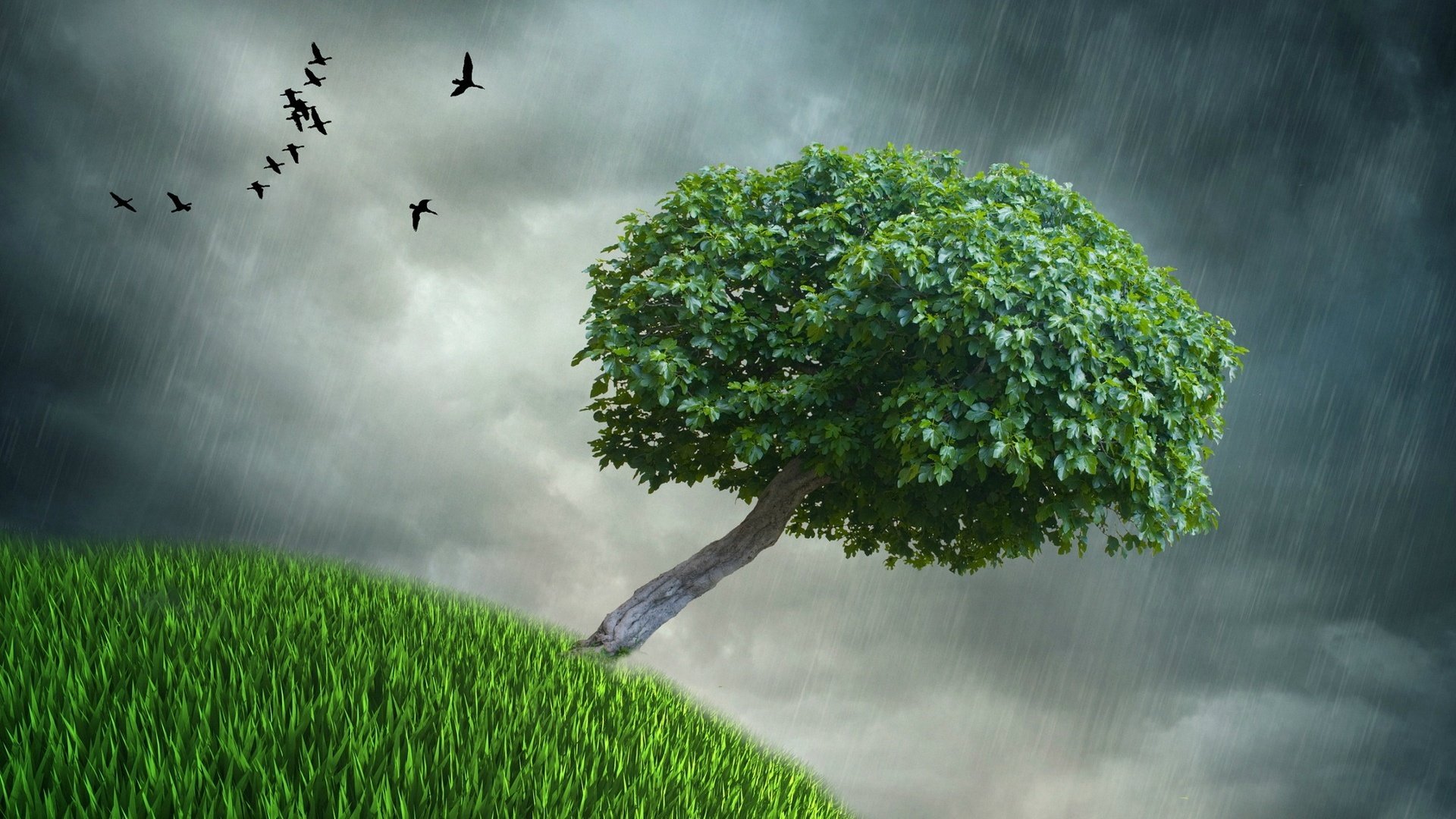 小清新,舒缓压力,树,2月15日,儿童桌面专用