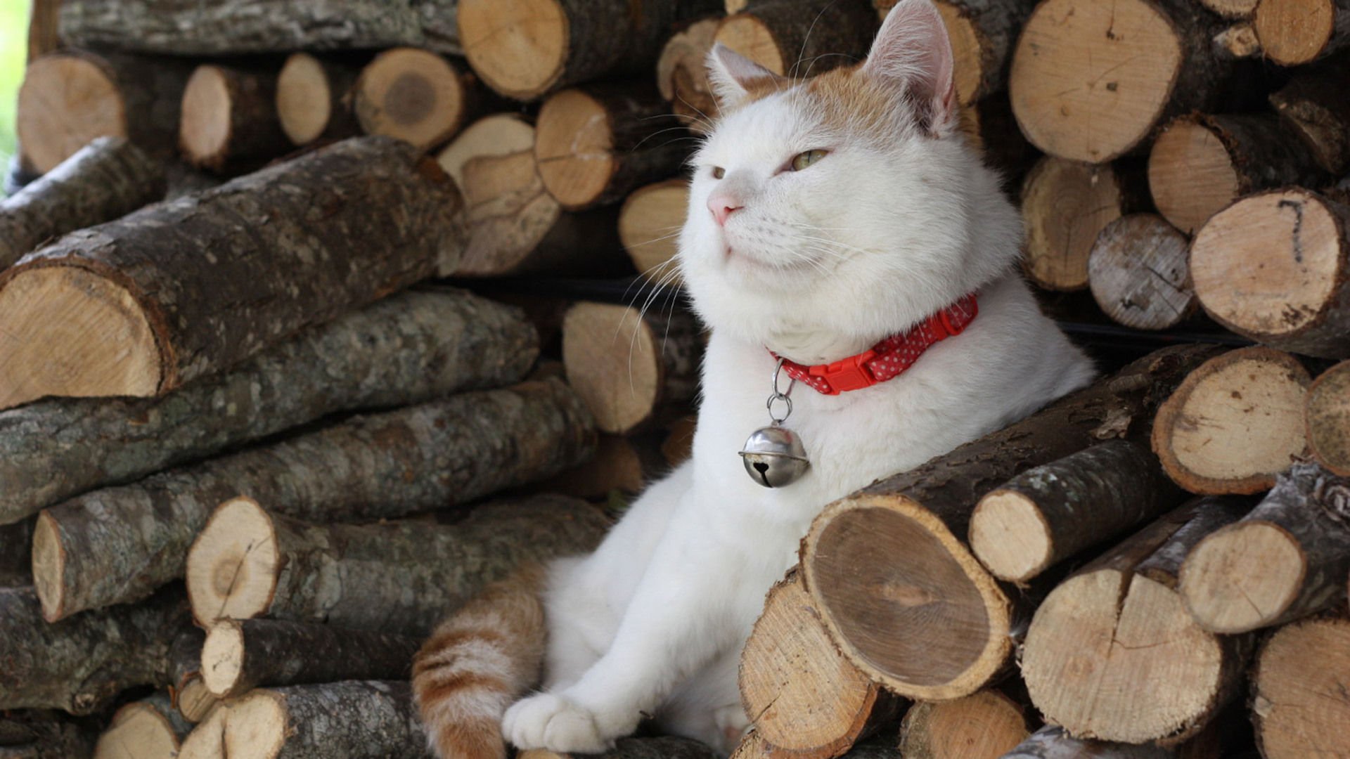 萌宠,喵星人,猫,卖萌,可爱,儿童桌面专用