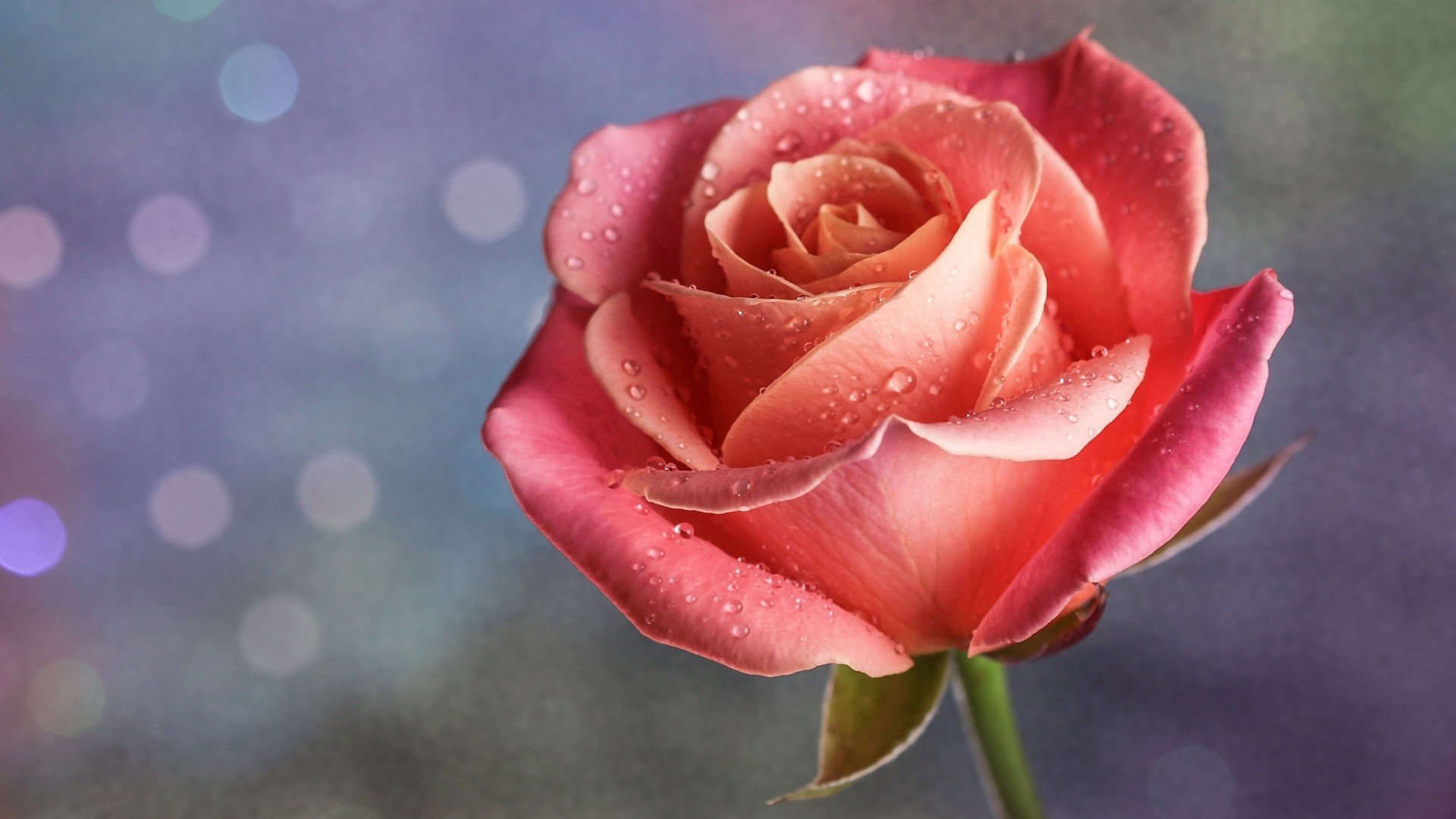 爱情美图,唯美温馨,玫瑰