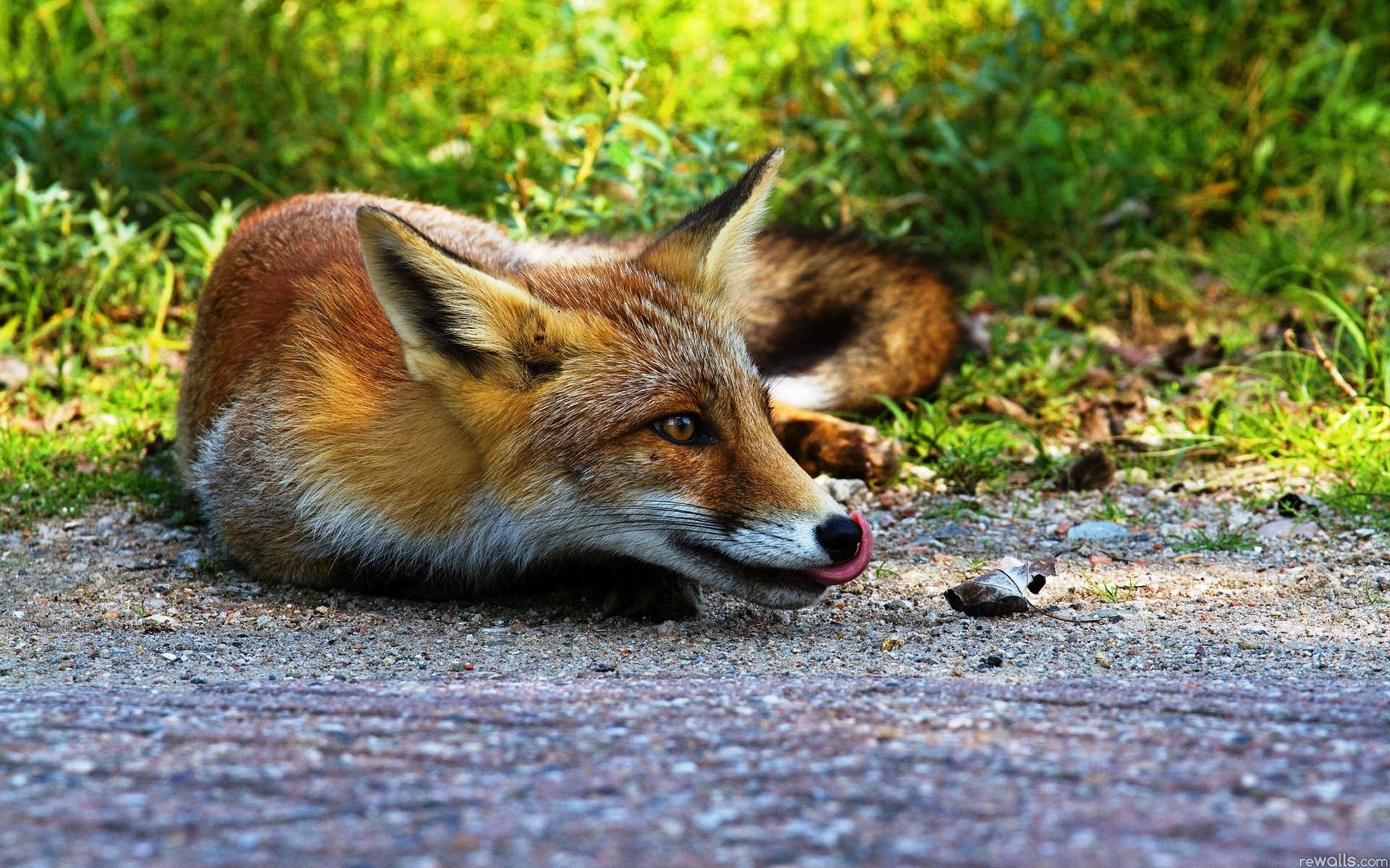 萌宠,野生动物,狐狸,儿童桌面专用