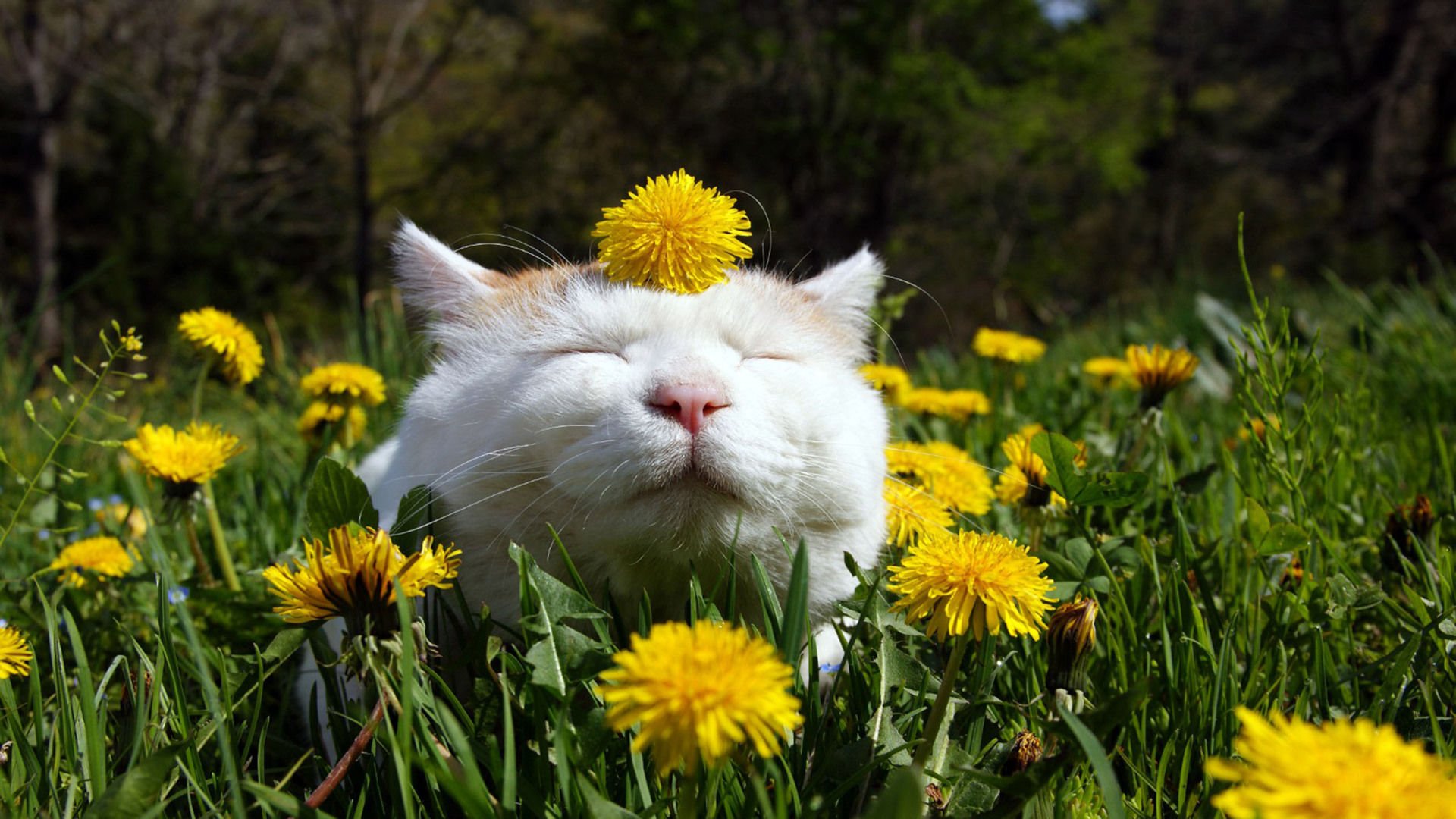 萌宠,喵星人,猫,可爱,卖萌,儿童桌面专用