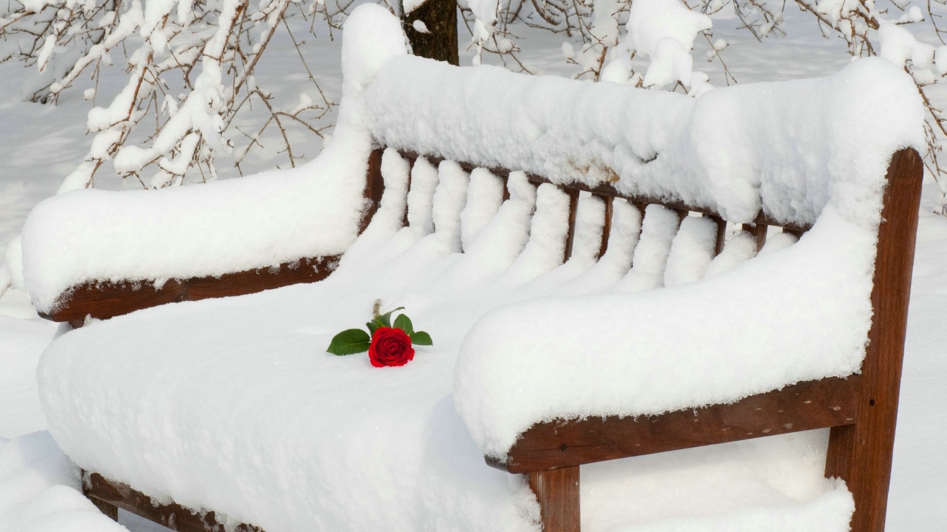 爱情美图,唯美温馨,雪地,玫瑰,浪漫