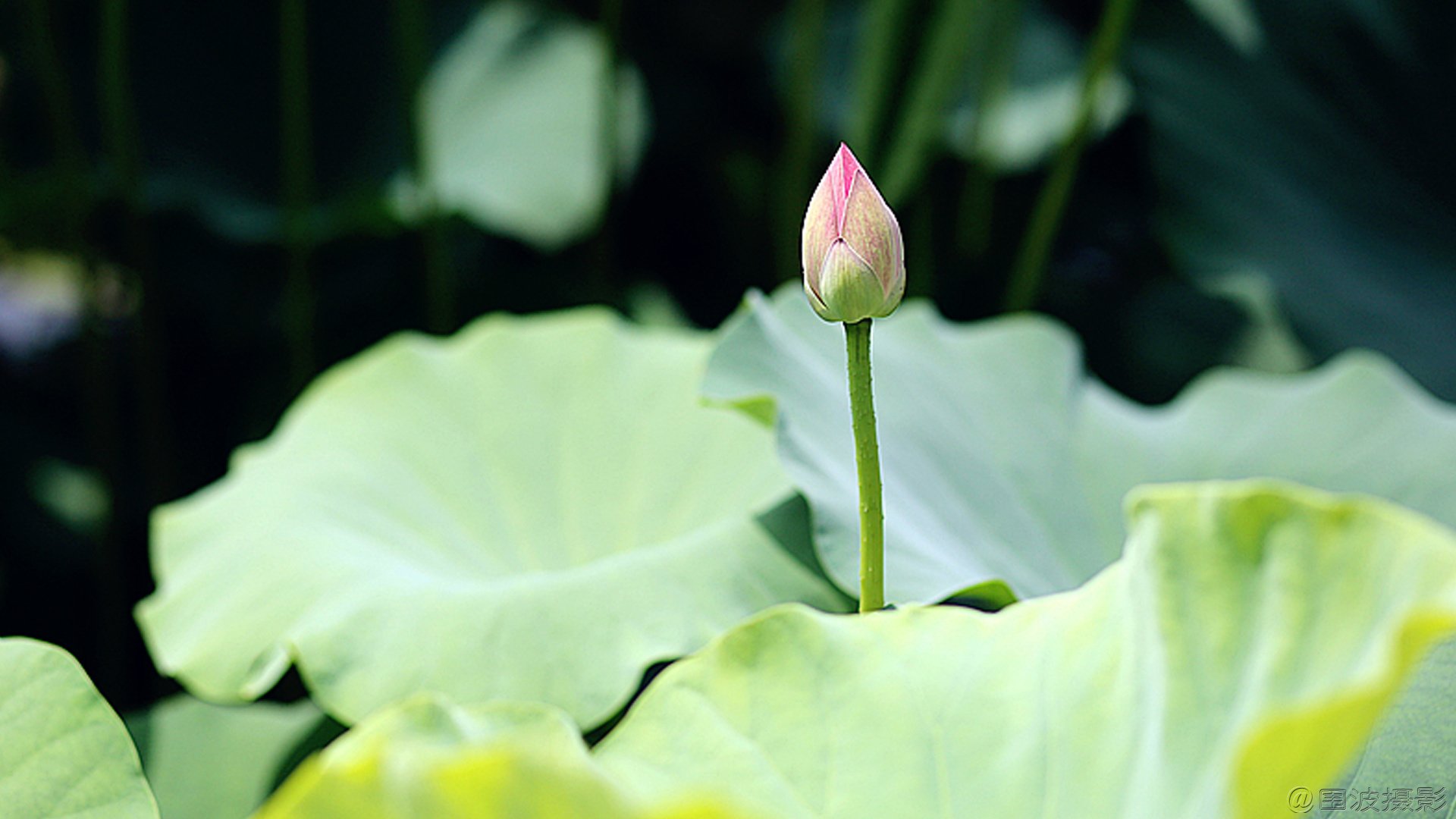 小清新,清新淡雅,花卉,荷花,围波摄影,荷塘月色,2月20日,儿童桌面专用