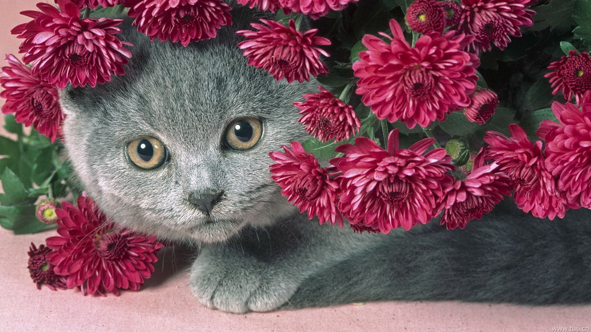 萌宠,喵星人,猫,卖萌,古灵精怪,可爱,儿童桌面专用