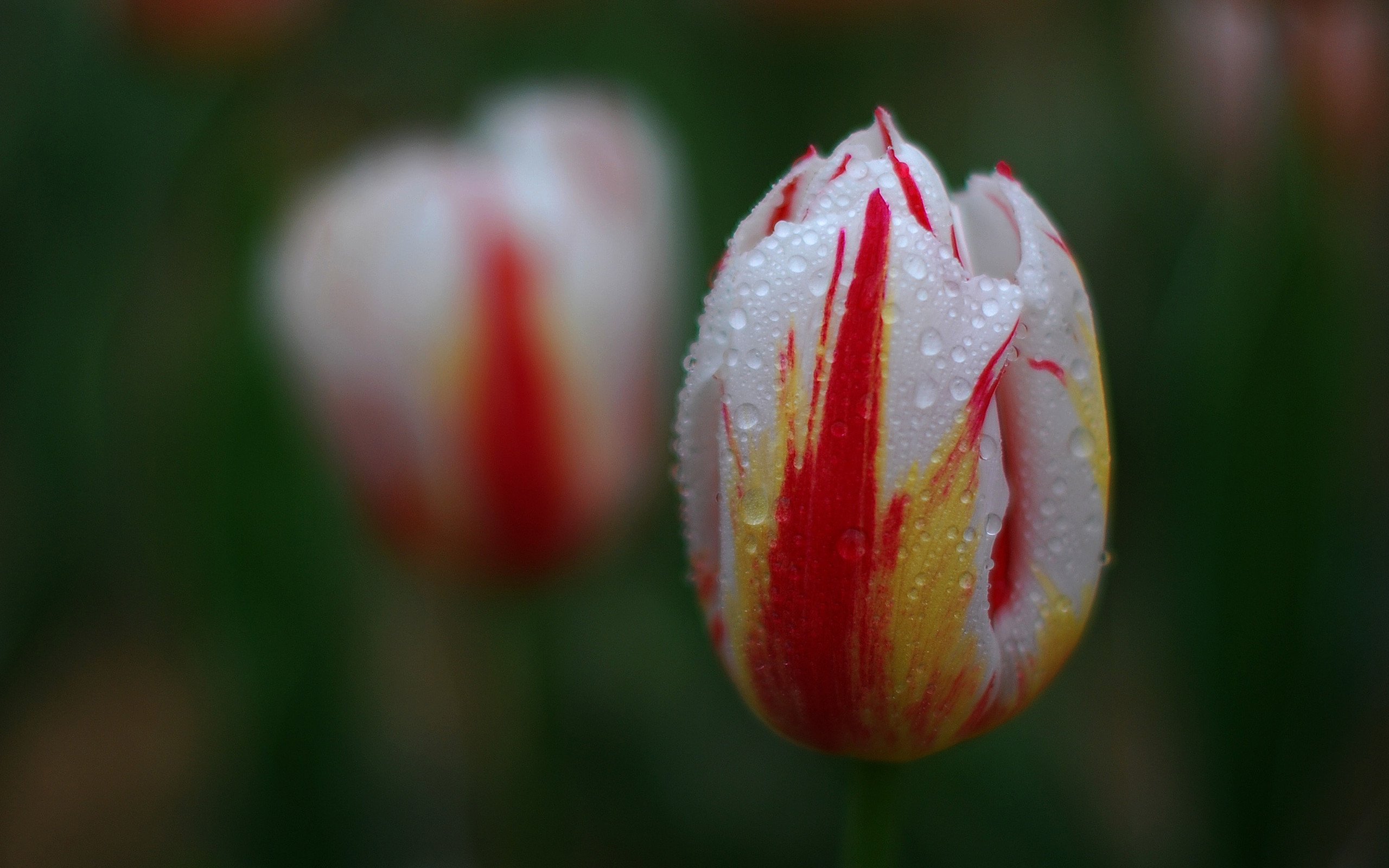 小清新,娇艳欲滴,花卉,1月31日,儿童桌面专用