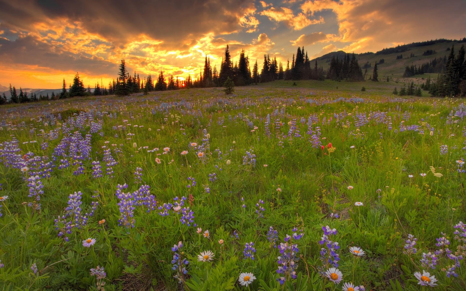 小清新,鸟语花香,花卉,2月25日,儿童桌面专用