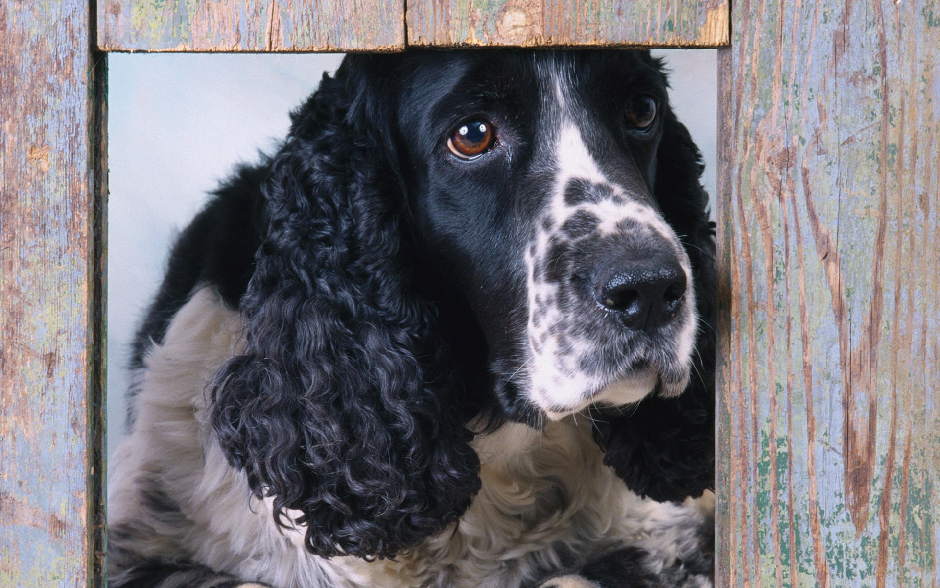 萌宠,汪星人,狗,可爱,卖萌,古灵精怪,儿童桌面专用