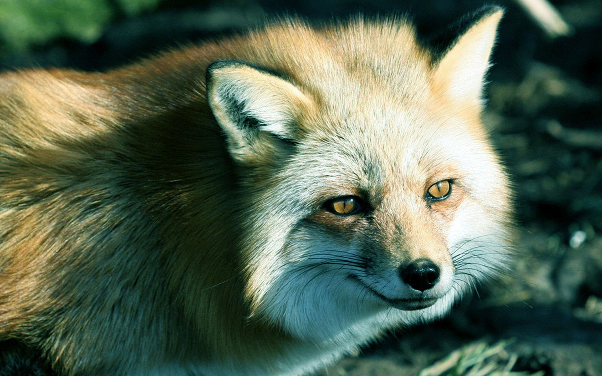 萌宠,野生动物,狐狸,儿童桌面专用