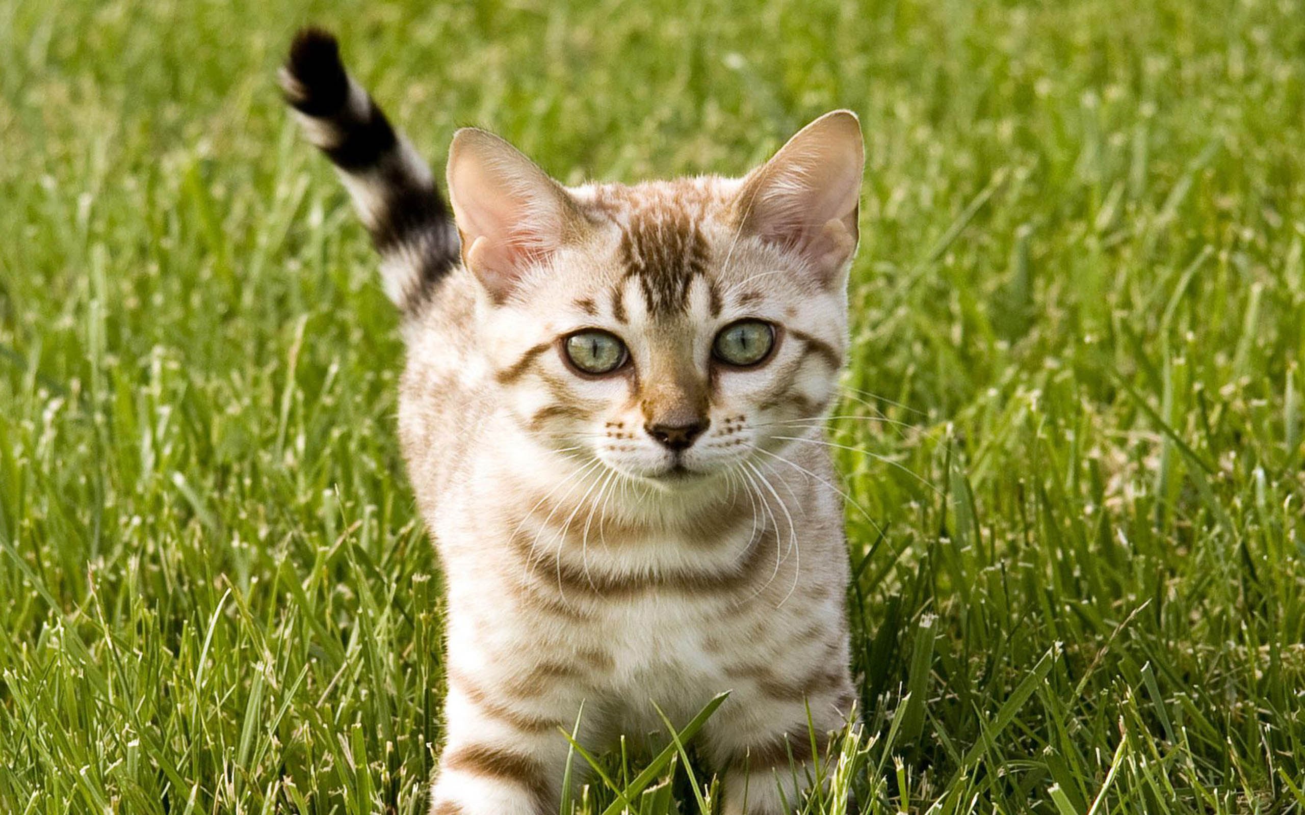 萌宠,喵星人,猫,可爱,卖萌,儿童桌面专用