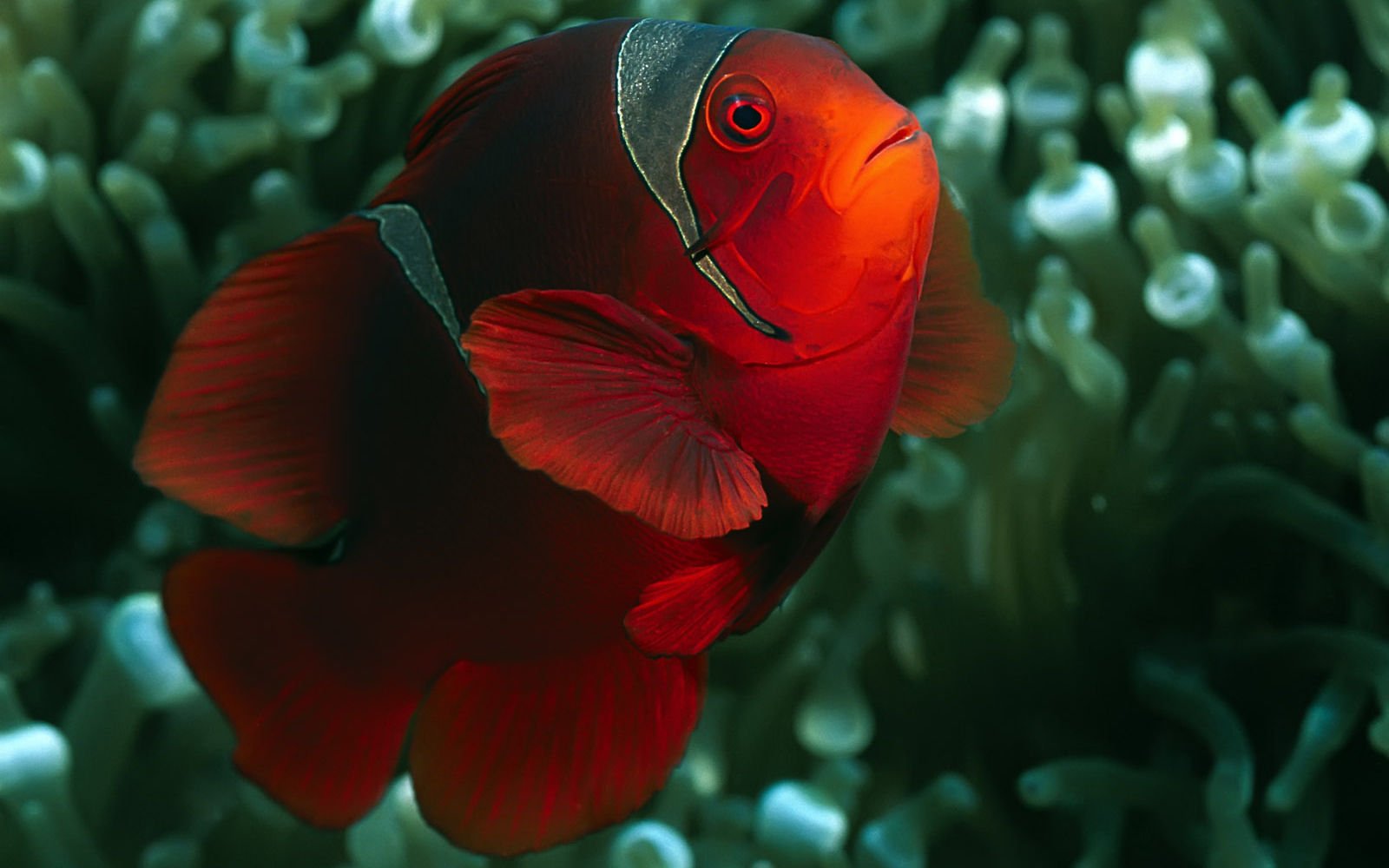 萌宠,海底世界,儿童桌面专用