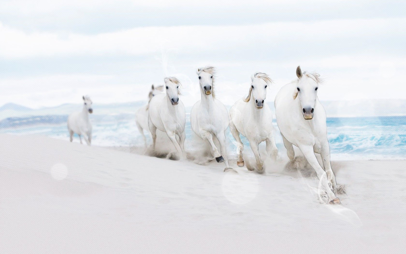 萌宠,野生动物,马,儿童桌面专用