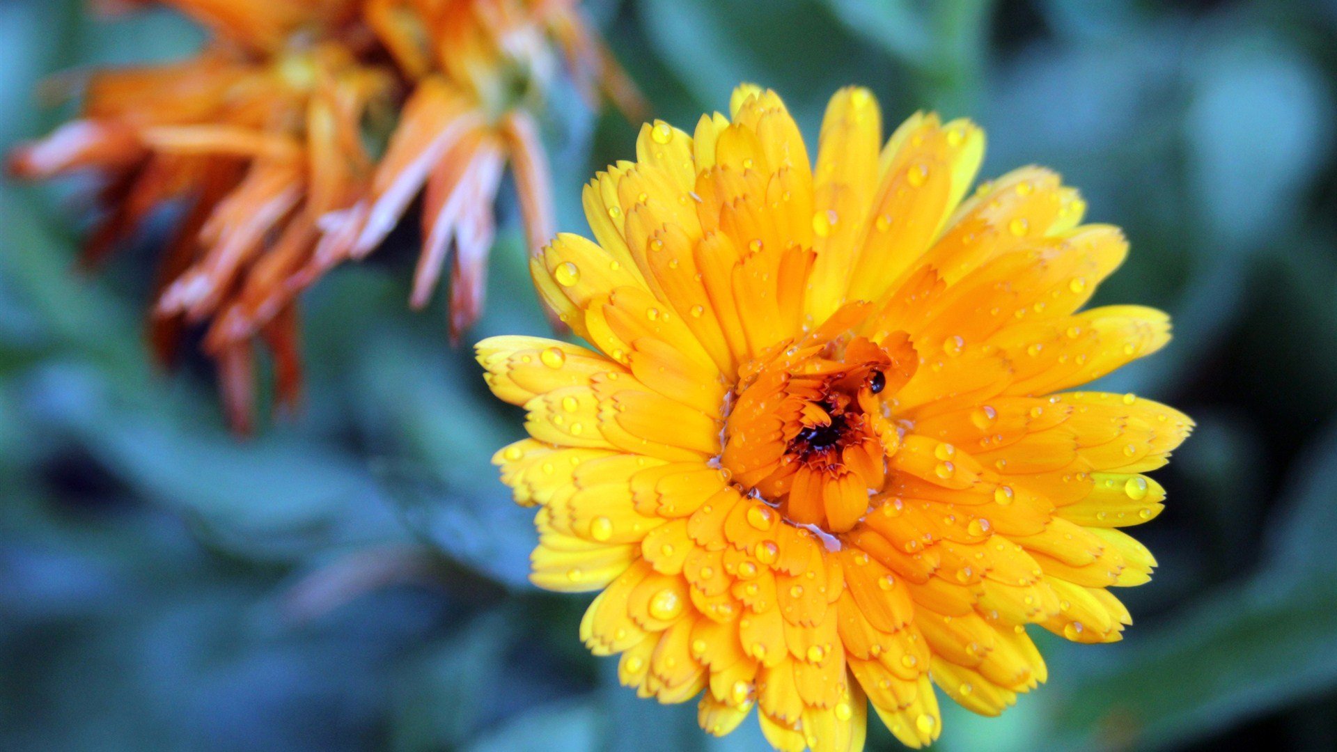 小清新,娇艳欲滴,花卉,2月1日,儿童桌面专用