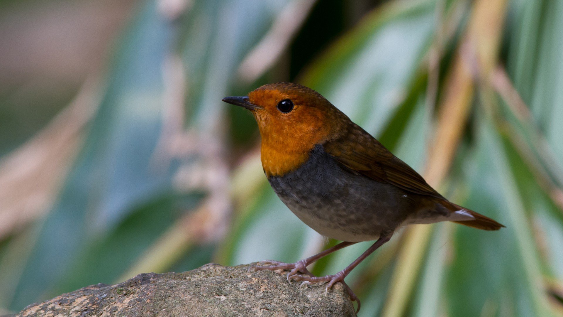 萌宠,小鸟天地,儿童桌面专用