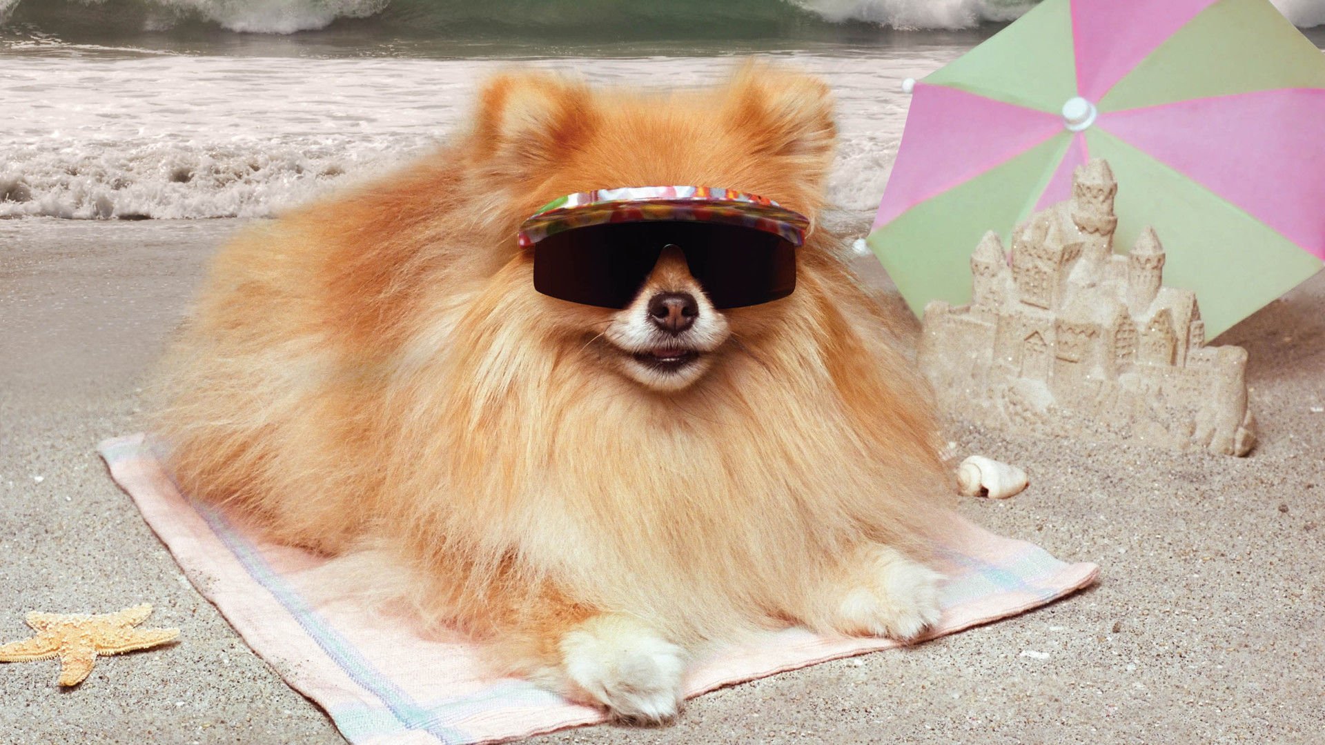 萌宠,汪星人,狗,可爱,卖萌,搞笑图,儿童桌面专用