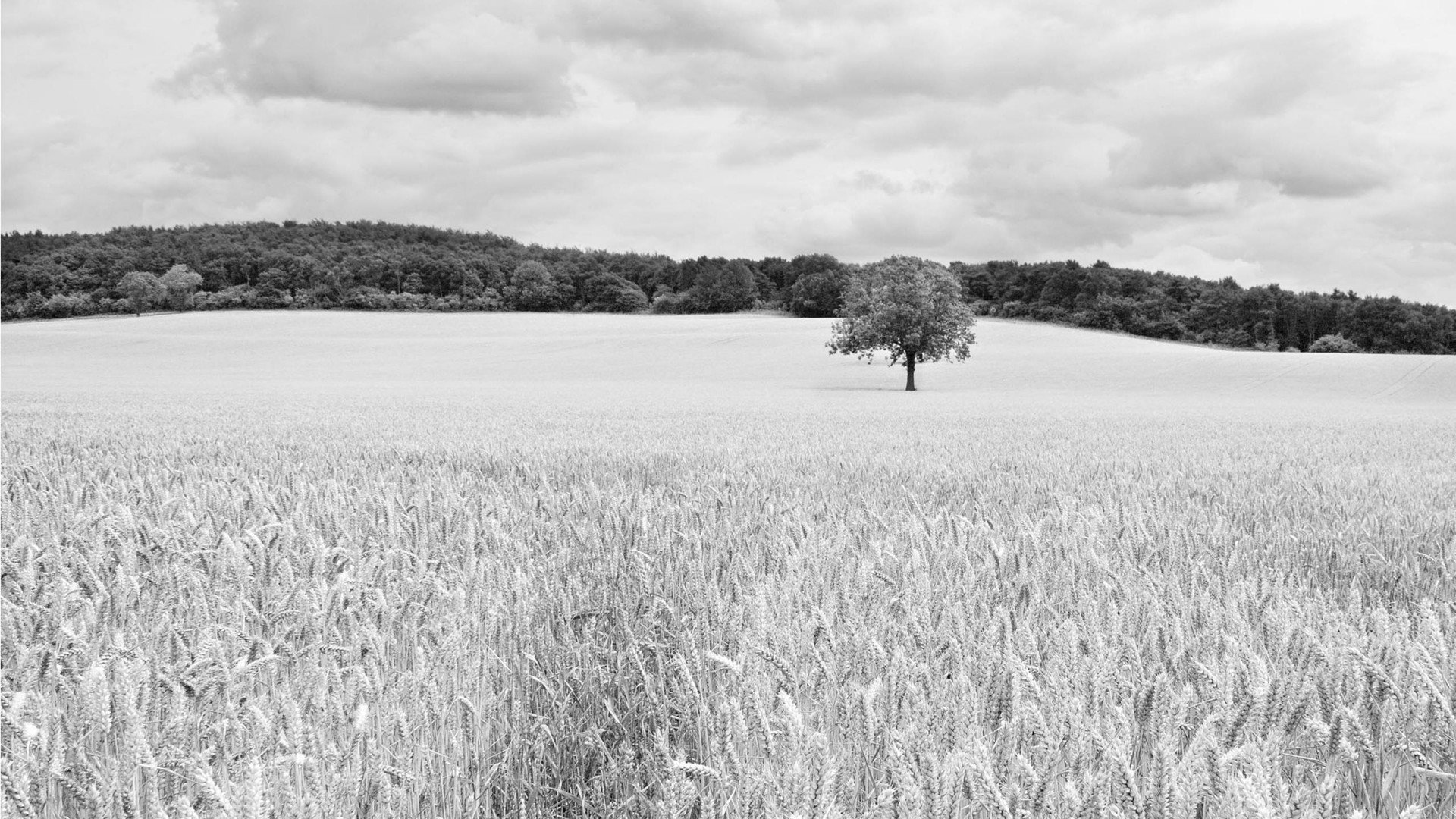小清新,清新淡雅,树,2月5日,儿童桌面专用