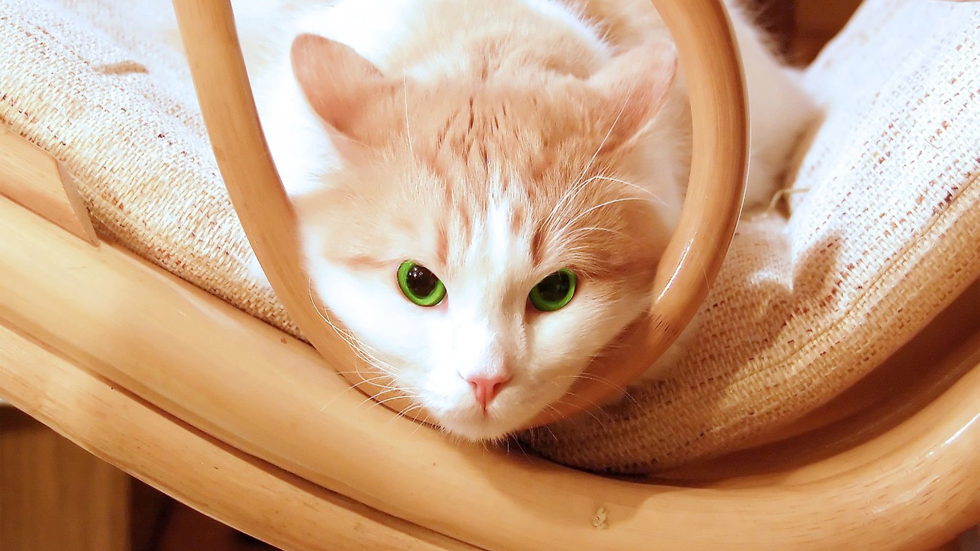 萌宠,喵星人,猫,儿童桌面专用