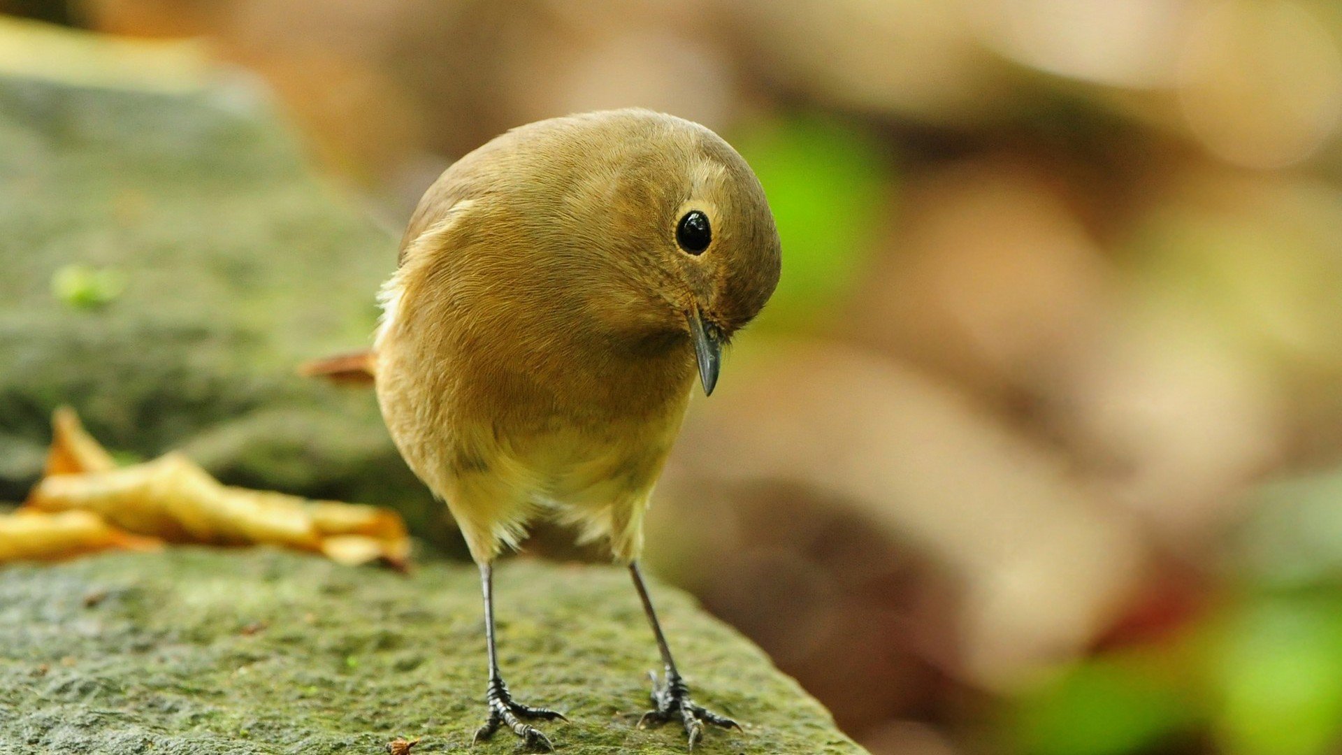 萌宠,小鸟天地,儿童桌面专用