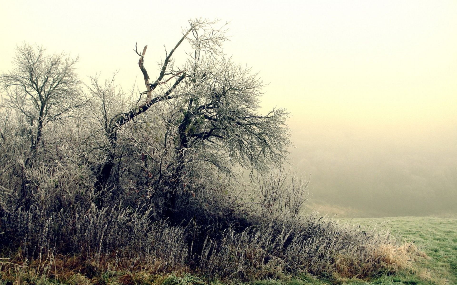 早晨,雾,风景,风光,美景,旅游,儿童桌面专用