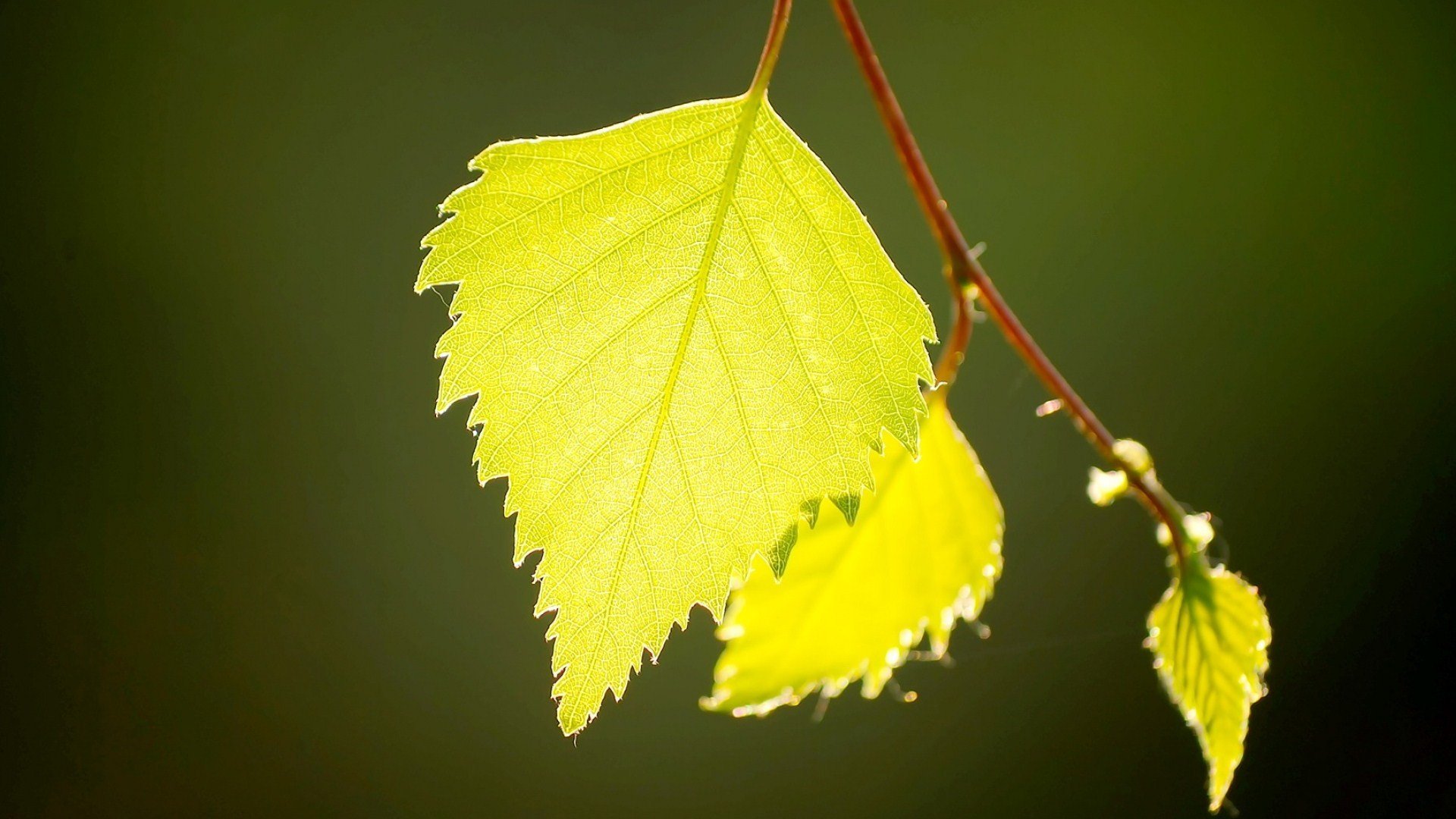 小清新,清新淡雅,树叶,2月1日,儿童桌面专用