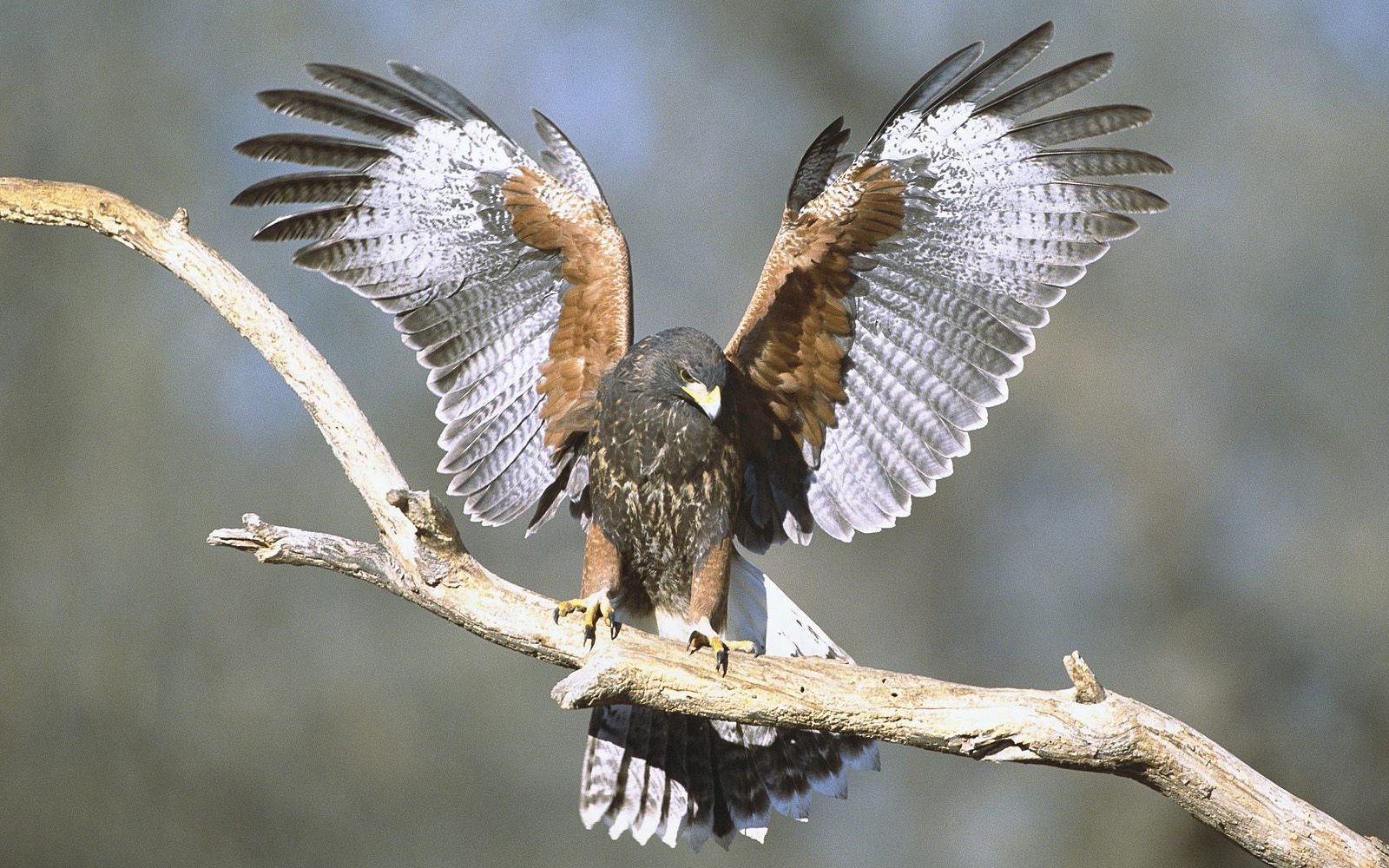 萌宠,小鸟天地,鸟,儿童桌面专用