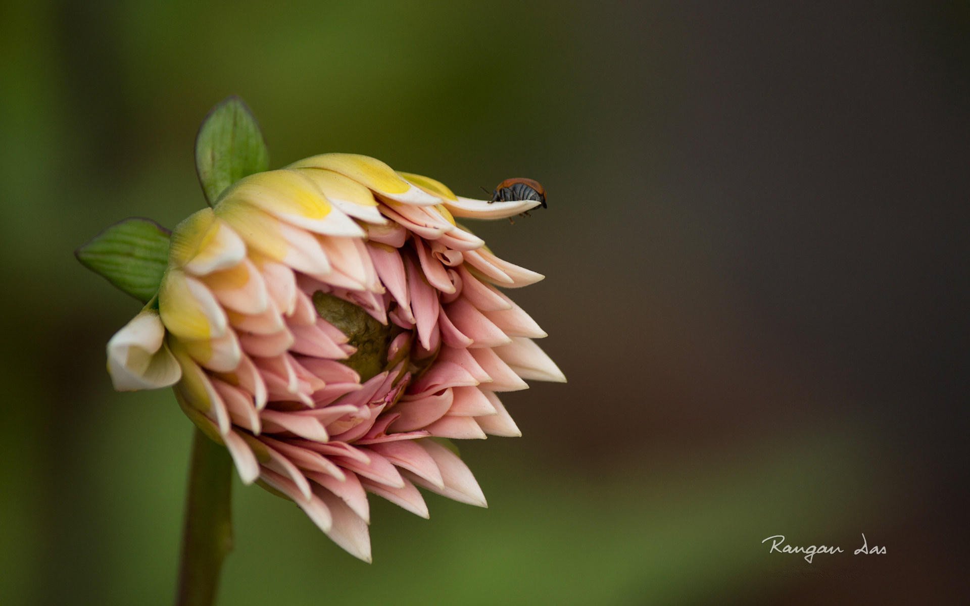 小清新,鸟语花香,花卉,2月28日,儿童桌面专用