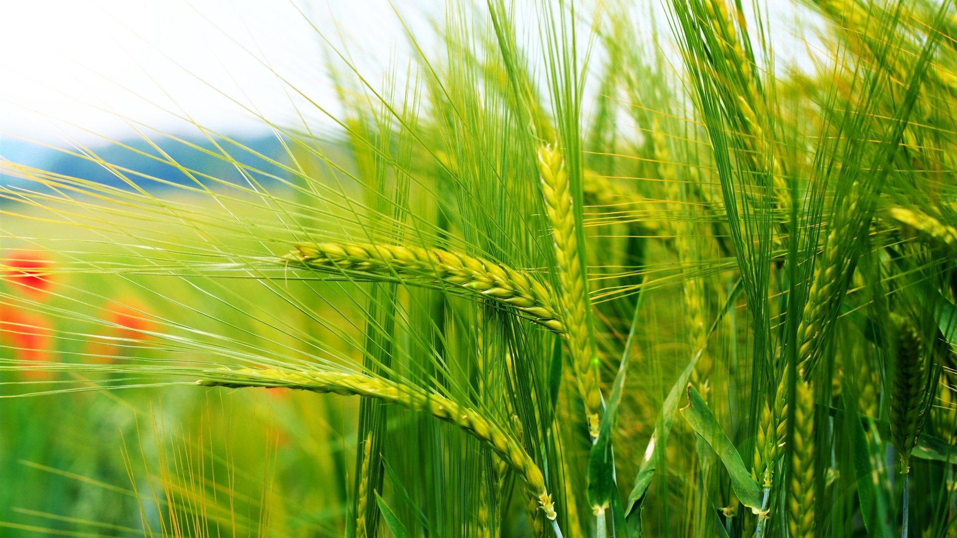 小清新,护眼壁纸,绿色,2月15日,儿童桌面专用