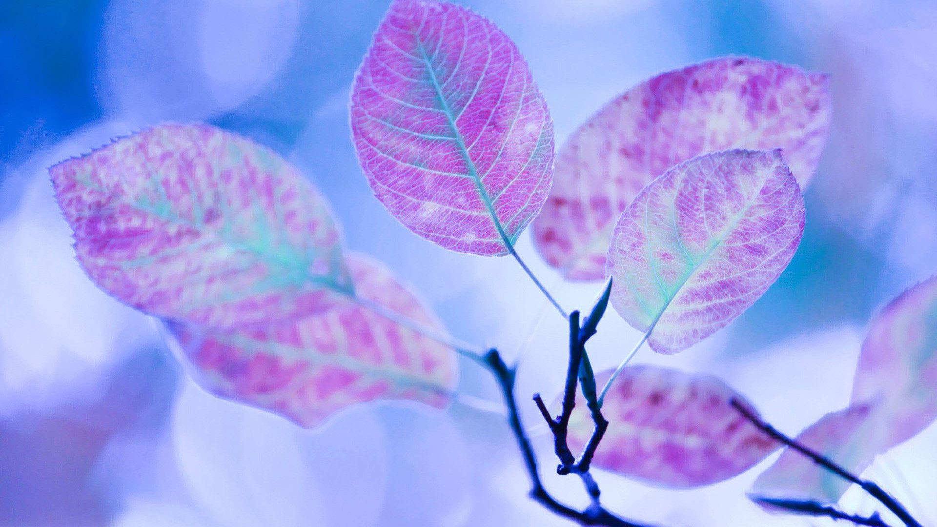 小清新,清新淡雅,2月20日,儿童桌面专用