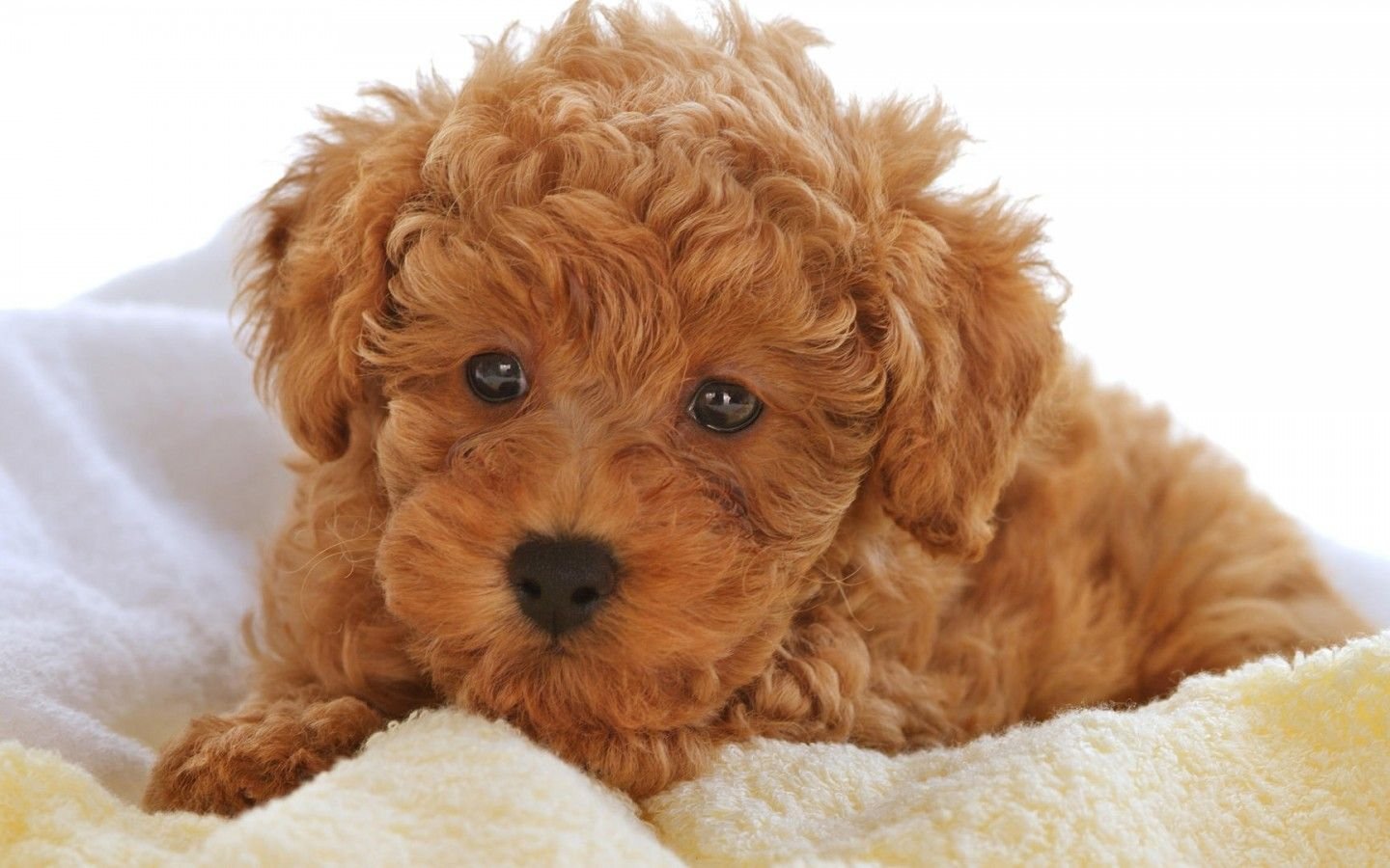 萌宠,汪星人,儿童桌面专用