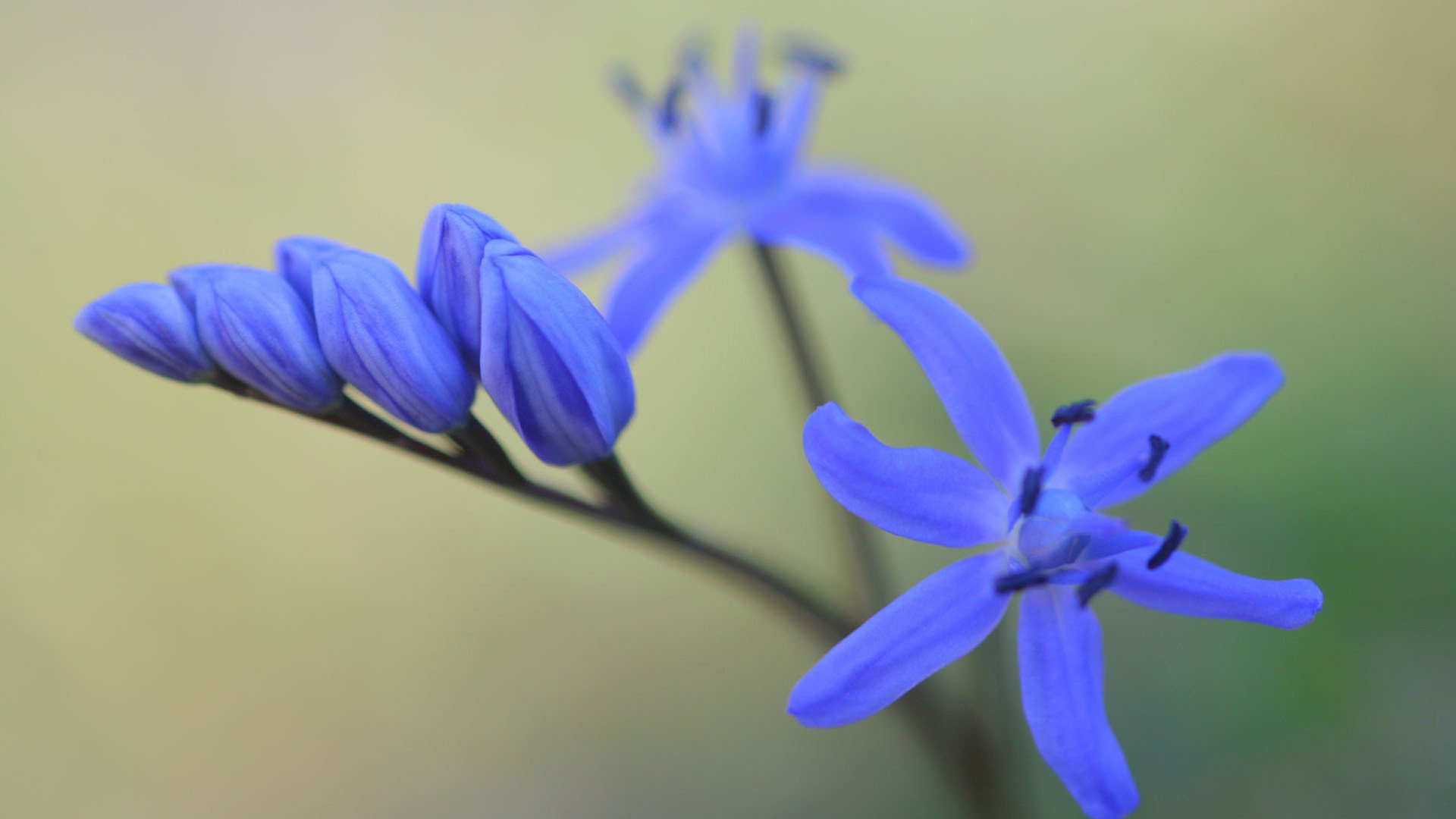 小清新,鸟语花香,花卉,2月12日,儿童桌面专用