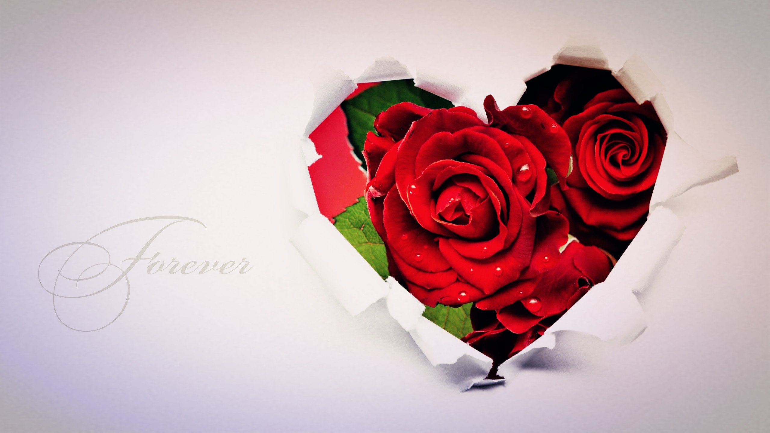 爱情美图,唯美温馨,玫瑰