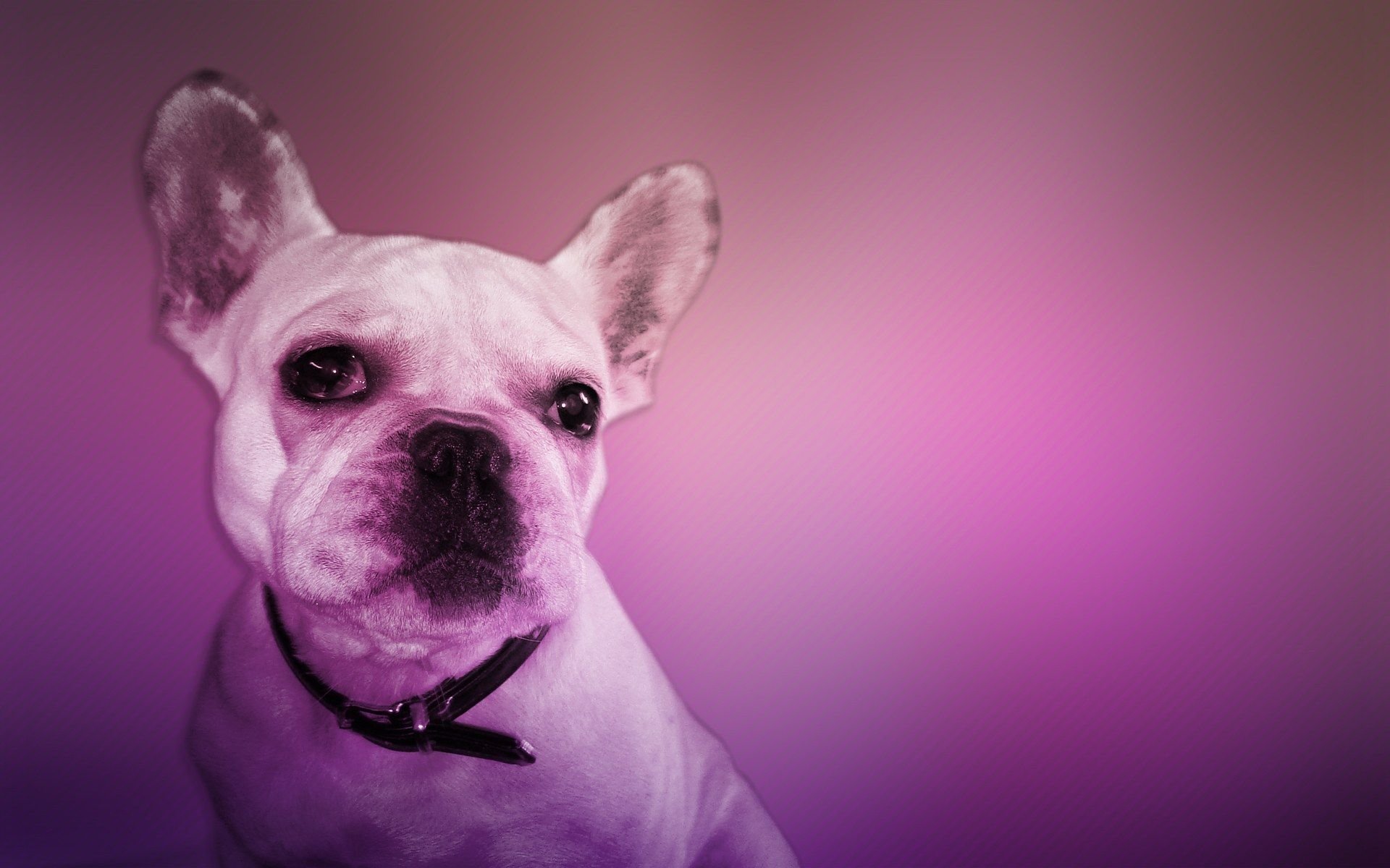 萌宠,汪星人,狗,卖萌,儿童桌面专用