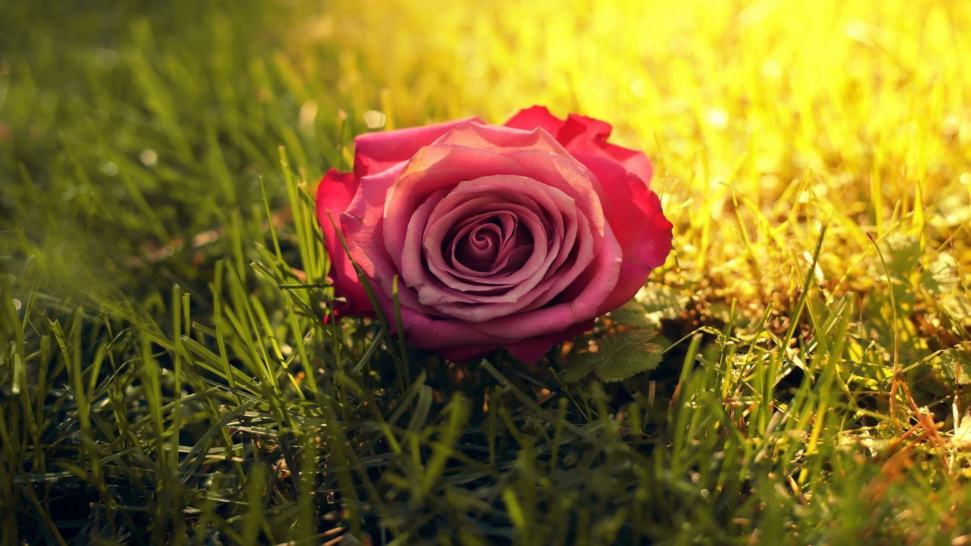 小清新,静物写真,玫瑰,2月6日,儿童桌面专用